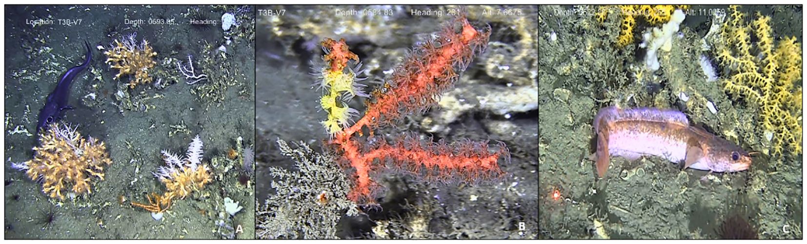 Three-part image from a deep-sea environment. Left: A fish swims near spiky corals at 593 meters depth. Center: Close-up of vibrant red and yellow coral with soft polyps at 633 meters depth. Right: A fish rests near yellow coral formations at 632 meters depth.