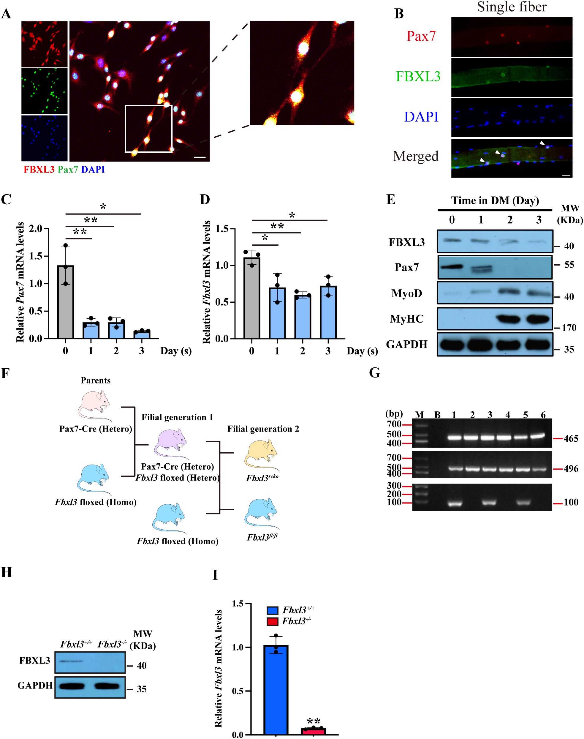 Panel A displays a fluorescent microscopy image showing cells stained for FBXL3 (red), Pax7 (green), and DAPI (blue), with a zoomed-in view of two cells. Panel B shows a single fiber image with similar staining. Panels C and D are bar graphs illustrating mRNA levels of Pax7 and Fbxl3 over three days. Panel E presents a Western blot for FBXL3, Pax7, MyoD, MyHC, and GAPDH. Panel F depicts a flowchart of mouse breeding for genetic studies. Panel G is a gel electrophoresis image showing DNA bands of varying sizes. Panel H shows a Western blot for FBXL3 and GAPDH in different genotypes. Panel I is a bar graph of relative Fbxl3 mRNA levels.