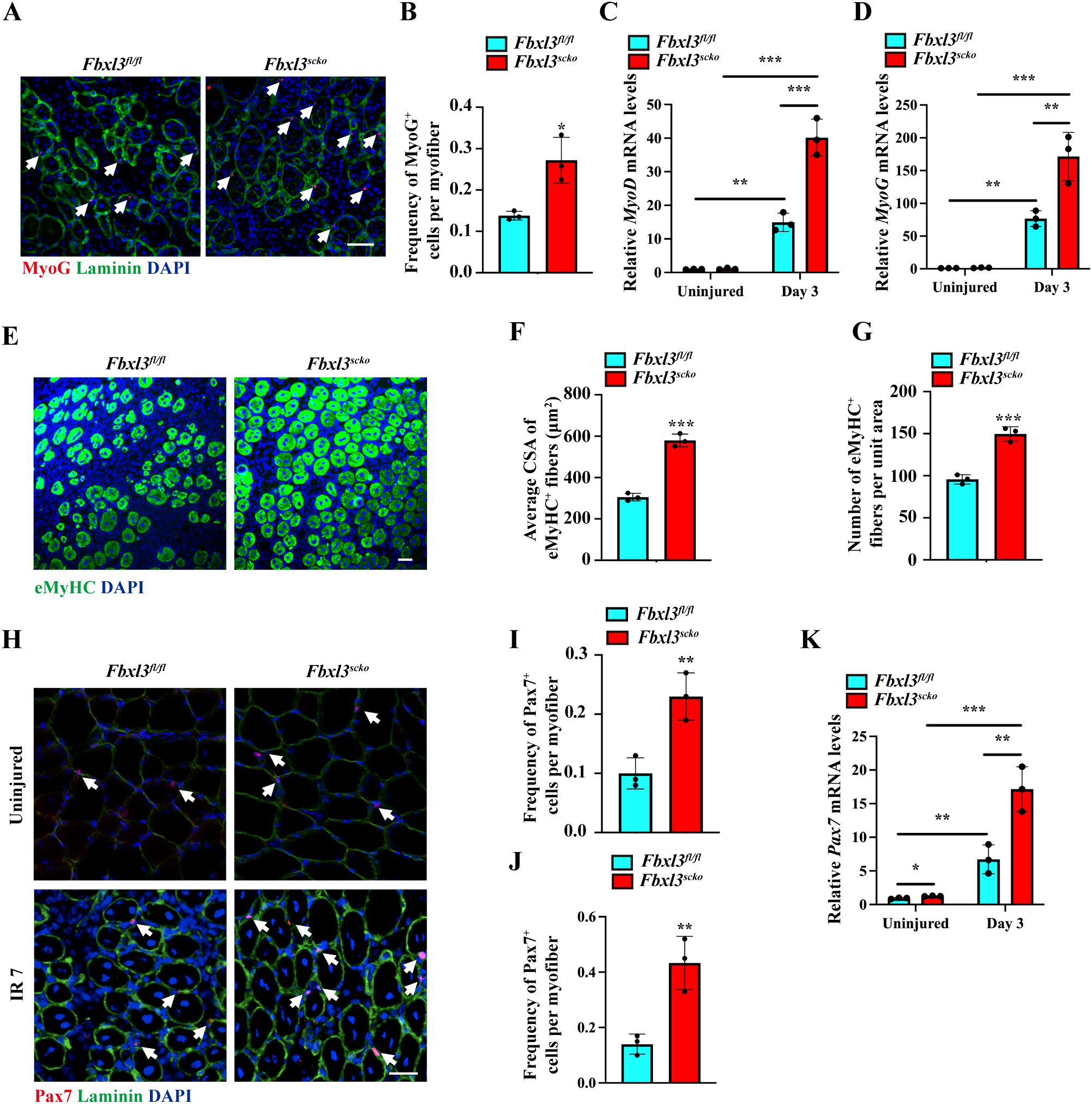Grouped images display various data comparing Fbxl3 genotypes. Panel A shows muscle fibers stained for MyoG and laminin, with arrows indicating MyoG-positive cells. Panels B, C, and D present bar graphs showing increased MyoG levels and mRNA expressions in Fbxl3 knockout compared to normal. Panel E shows muscle fibers stained for eMyHC. Panel F and G present graphs illustrating increased cross-sectional area and number of eMyHC fibers in knockout. Panel H displays Pax7 stained fibers in both uninjured and injured conditions. Panels I, J, and K show increased Pax7-positive cells and mRNA levels in knockouts. Statistical significance is marked in the graphs.