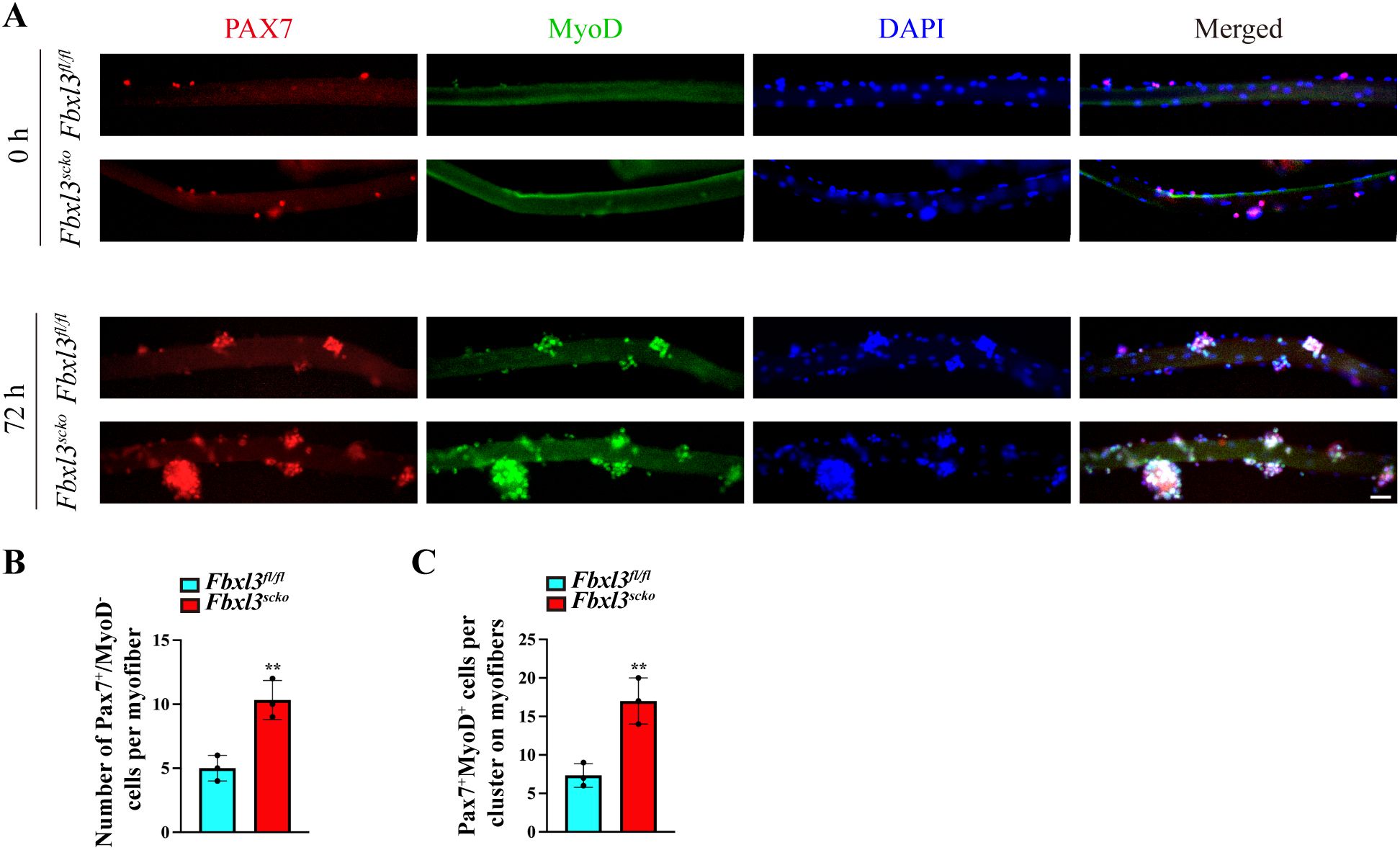Panel A shows immunofluorescence staining of myofibers for PAX7 (red), MyoD (green), and DAPI (blue) at 0 and 72 hours for Fbxl3 scko and Fbxl3 fl/fl genotypes, with merged images on the right. Panel B is a bar graph comparing the number of Pax7+/MyoD− cells per myofiber between the two genotypes. Panel C is a bar graph showing Pax7+/MyoD+ cell clusters per myofiber, with Fbxl3 scko showing significantly higher counts in both graphs.