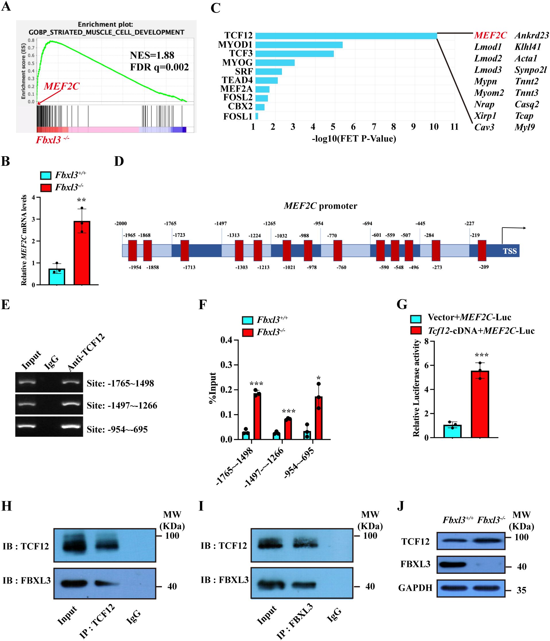 Graphical analysis of MEF2C regulation in Fbxl3-deficient mice. Panels include: (A) Gene set enrichment plot highlighting MEF2C, (B) bar graph of MEF2C mRNA levels, (C) bar graph of gene expression, (D) schematic of MEF2C promoter sites, (E) PCR analysis of promoter sites, (F) bar graph of promoter input levels, (G) luciferase activity comparison, (H-J) immunoblot analyses of TCF12 and FBXL3 protein interactions. Data suggest a significant regulatory role of Fbxl3 on MEF2C expression.