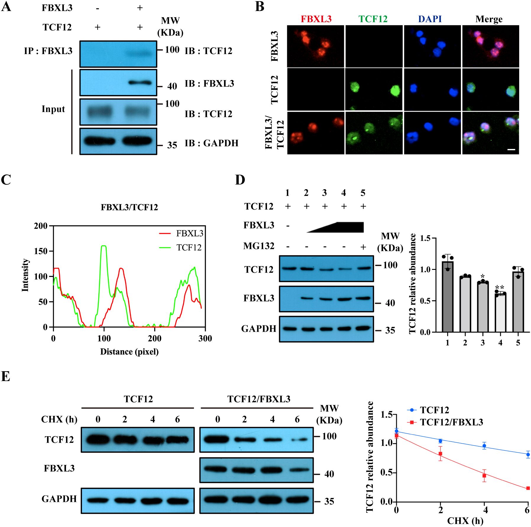 Panel A shows a Western blot analysis of FBXL3 and TCF12 proteins, with and without inputs. Panel B presents immunofluorescence images depicting FBXL3 (red) and TCF12 (green) localization with DAPI-stained nuclei, including merged images. Panel C displays a line graph illustrating intensity distribution of FBXL3 and TCF12 across 300 pixels. Panel D includes Western blots of TCF12 with varying FBXL3 levels, analyzed with and without MG132, alongside a bar graph of TCF12 abundance. Panel E features Western blots of TCF12 over time with cycloheximide (CHX) treatment, plus a line graph tracking relative abundance.