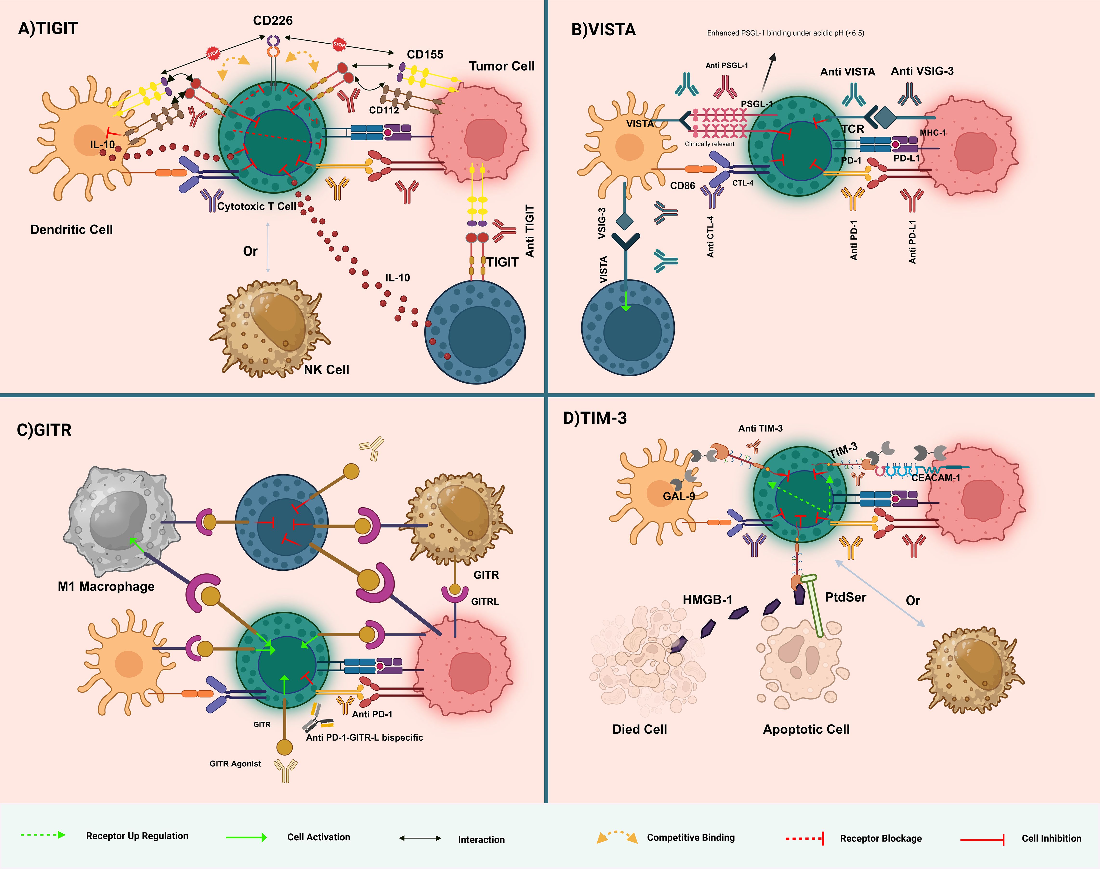 Diagram illustrating immune cell interactions with tumor cells across four panels. A) Shows TIGIT on cytotoxic T cells interacting with CD226, CD155, and CD112 on tumor cells and dendritic cells, with effects on NK cells and IL-10 secretion. B) Depicts VISTA on dendritic cells influencing T cells via PSGL-1, VSVG-3, and other receptors under acidic conditions. C) Highlights GITR on T cells engaging with GITRL on tumor and other antigen-presenting cells, with pathways involving PD-1. D) Illustrates TIM-3 interactions with GAL-9, CEACAM-1, and apoptotic markers PtdSer and HMGB-1, affecting immune activation. Legend details receptor activity and cell interactions.