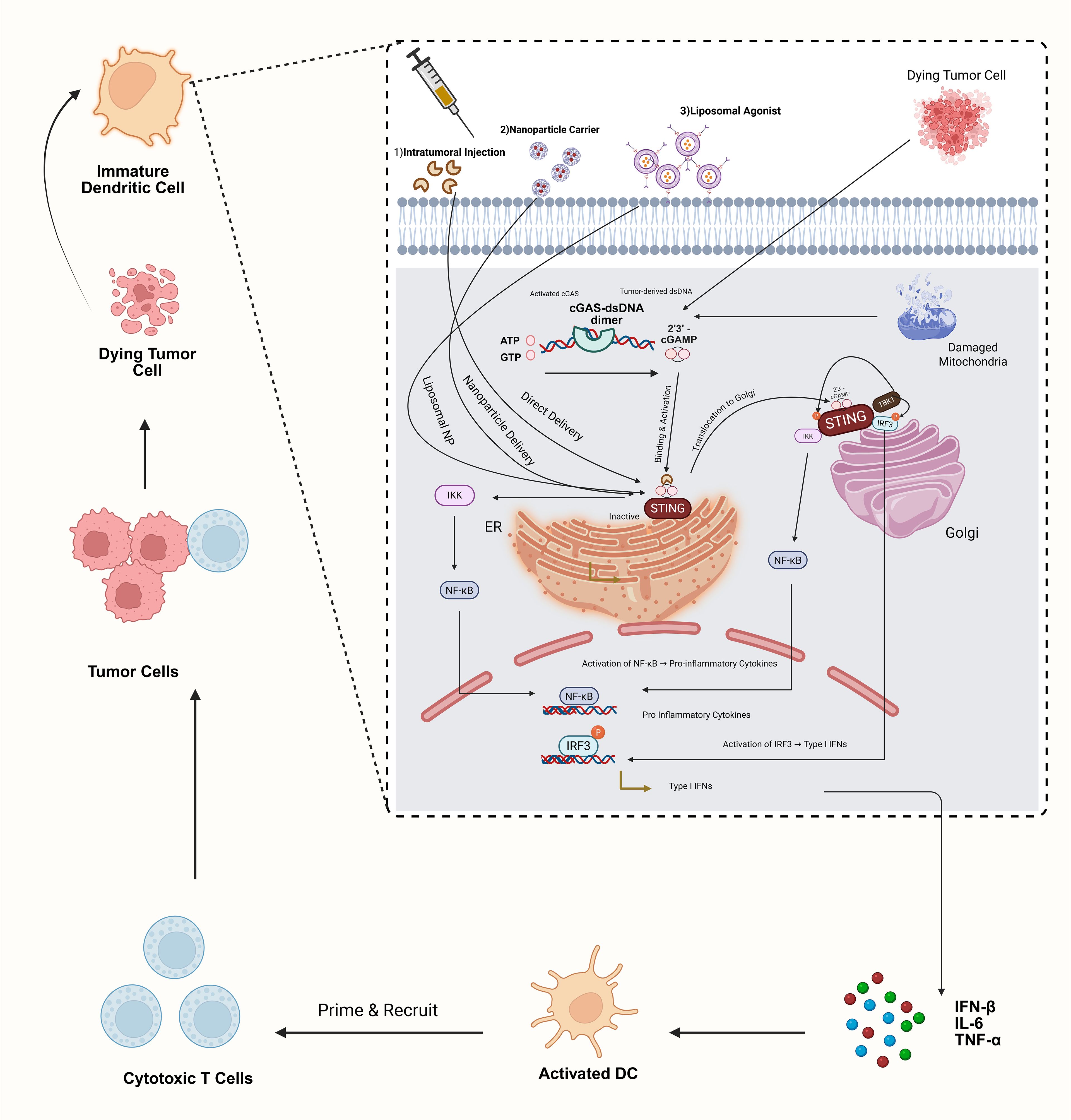 Diagram illustrating a cellular mechanism involving dendritic cells, tumor cells, and immunostimulation. Immature dendritic cells encounter dying tumor cells. Tumor-derived DNA activates cGAS-STING pathways via various delivery methods, enhancing immune response. This leads to the activation of NF-κB and IRF3, resulting in the production of pro-inflammatory cytokines (IFN-β, IL-6, TNF-α). Activated dendritic cells prime cytotoxic T cells, promoting tumor cell destruction.