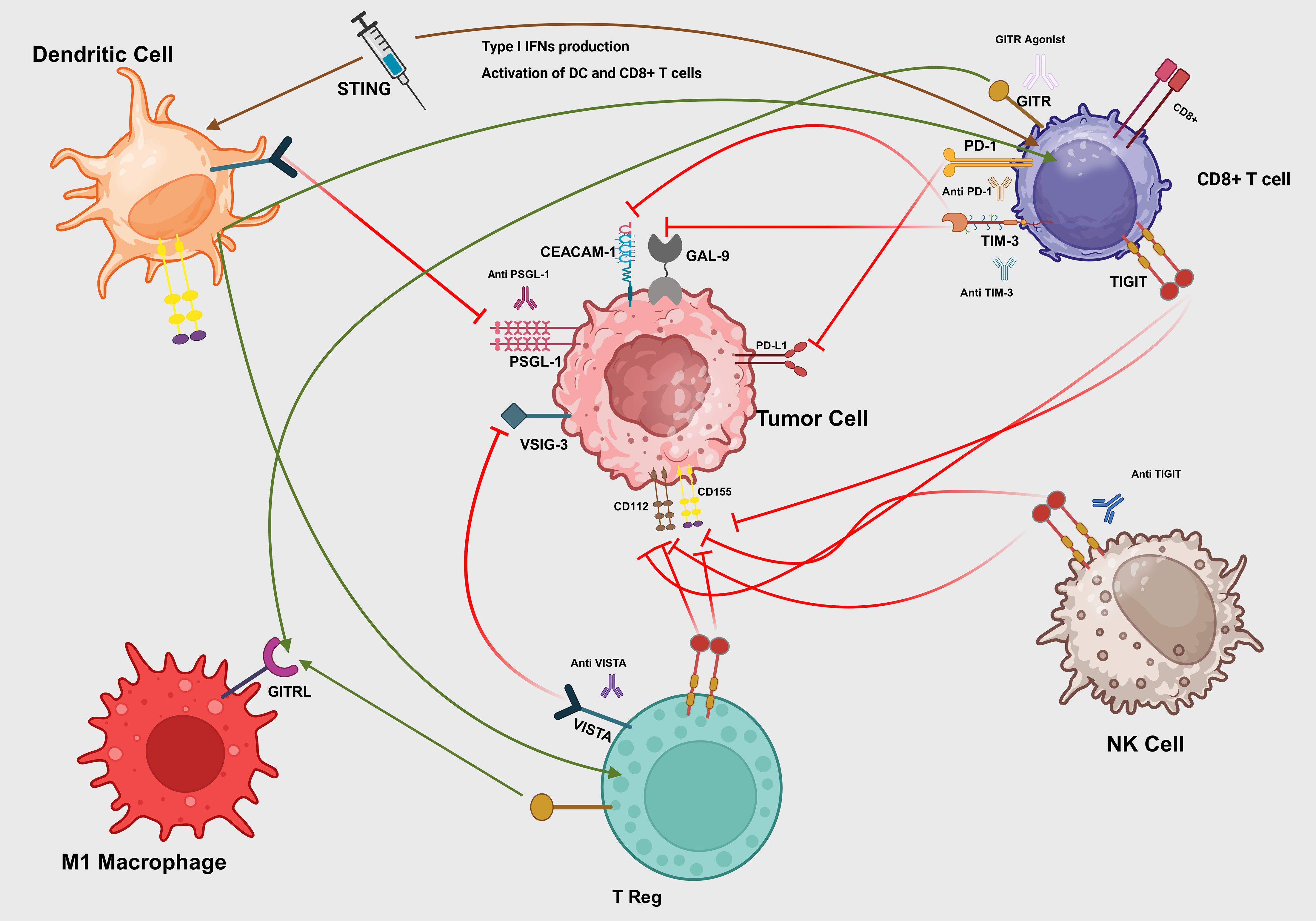 Diagram illustrating interactions between immune cells and tumor cells. It shows dendritic cells, CD8+ T cells, NK cells, M1 macrophages, T regulatory cells, and a tumor cell. Included are various interactions mediated by proteins such as PD-L1, TIGIT, CEACAM1, PSGL-1, GAL-9, and others. Arrows represent activating and inhibitory pathways, with annotations for immune response mechanisms and potential therapeutic targets.
