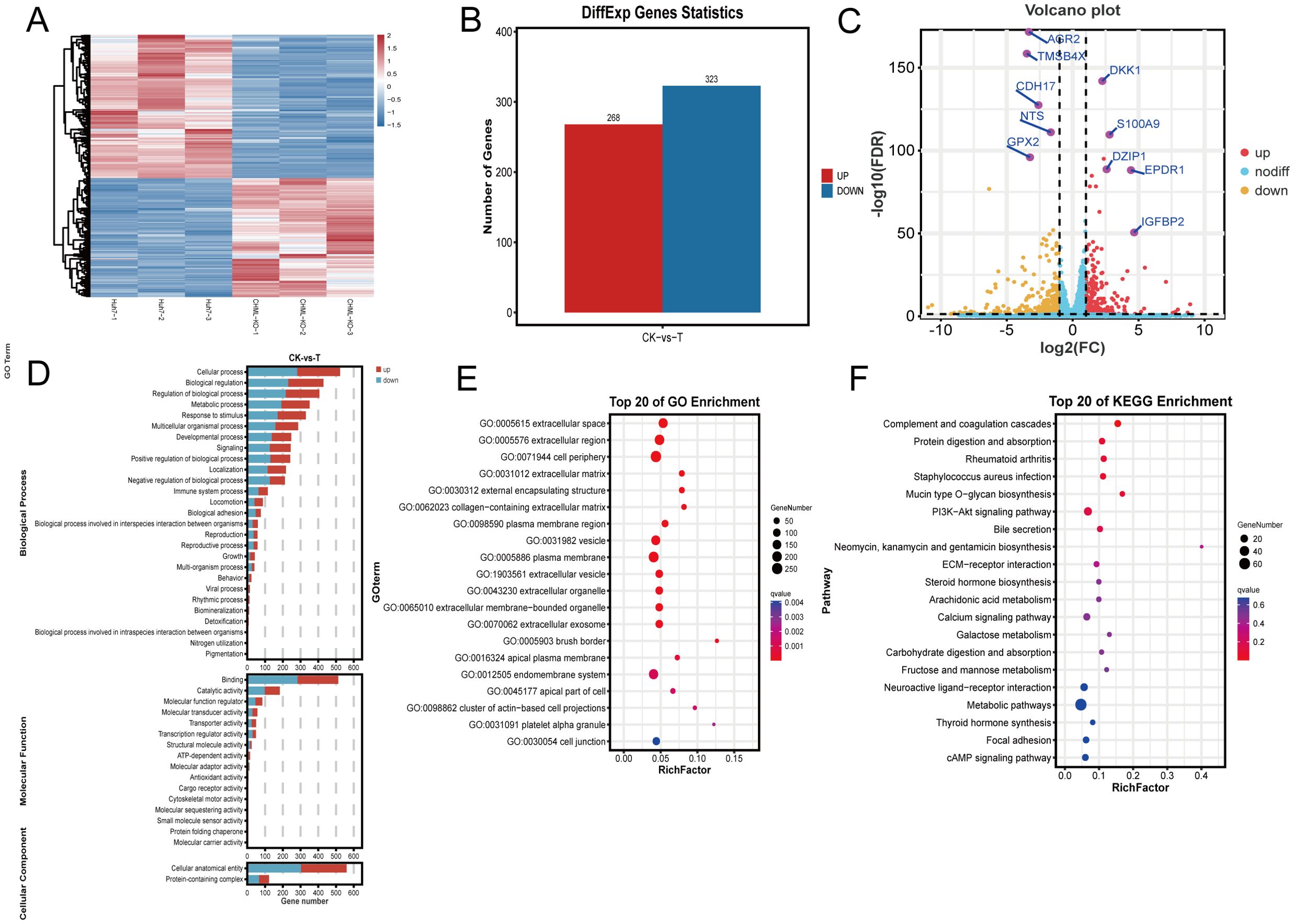 A set of graphs illustrating gene expression analysis. Panel A shows a heatmap of gene expression levels with hierarchical clustering. Panel B is a bar graph displaying differentially expressed gene statistics, indicating 268 upregulated and 323 downregulated genes. Panel C contains a volcano plot with highlighted genes, showing log2 fold change against -log10 FDR. Panel D consists of bar charts of biological processes, molecular functions, and cellular components enriched for up and downregulated genes. Panel E shows a dot plot of the top 20 Gene Ontology (GO) enrichments. Panel F features a dot plot of the top 20 KEGG pathway enrichments.