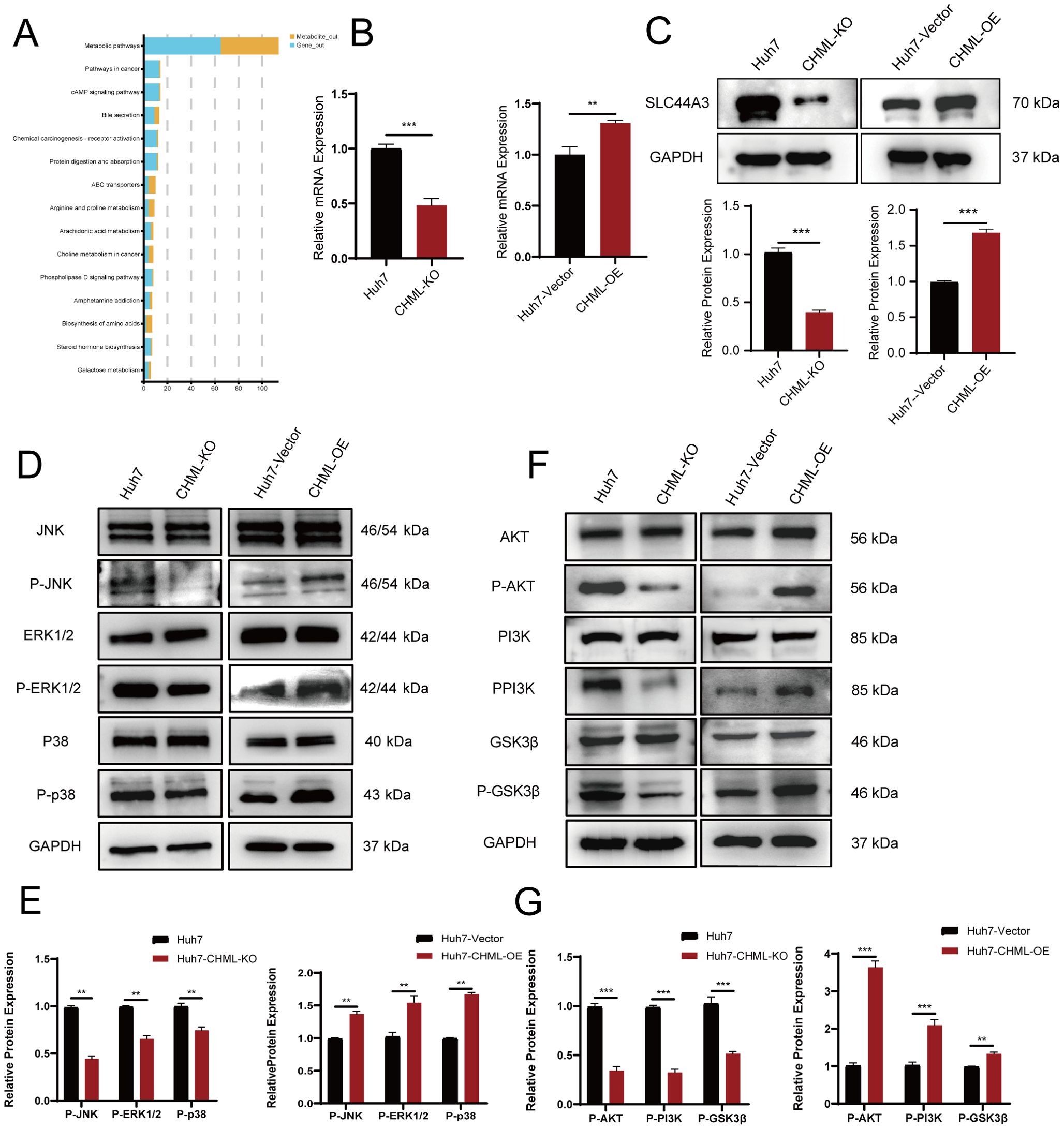 Bar charts and Western blot analyses illustrate the effects of CHML on various signaling pathways and protein expressions. Panel A shows pathway enrichment analysis with metabolic and cancer processes highlighted. Panels B and C display mRNA and protein expressions of SLC44A3, respectively. Panel D shows Western blots for JNK, ERK1/2, and P38 pathways, with quantification in E. Panel F depicts blots for AKT, PI3K, and GSK3β, quantified in G. Significant differences are marked with asterisks.