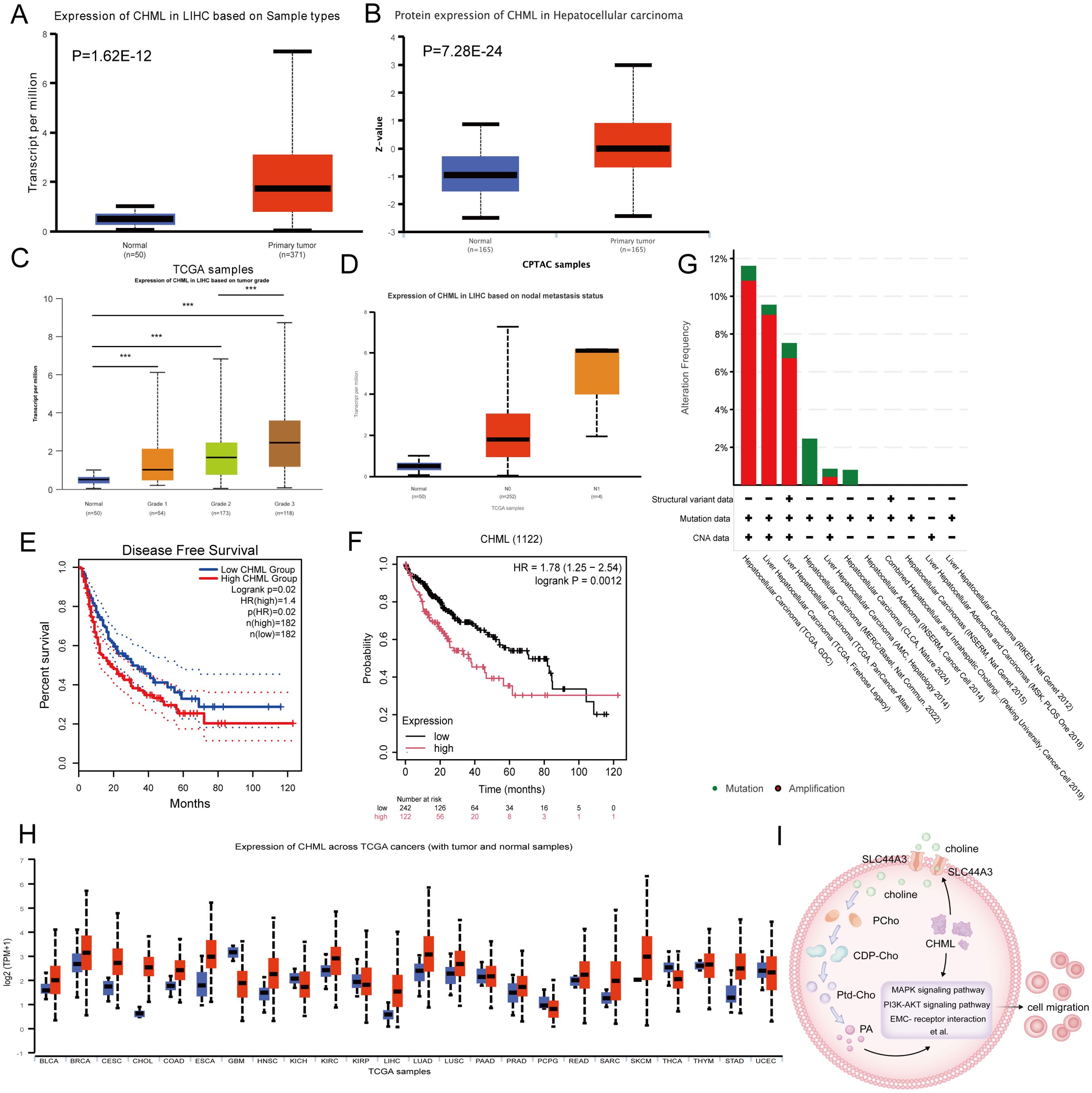 Charts and diagrams exploring CHML expression in liver cancer (LIHC) and its relation to patient survival and mutations. A: Transcript expression; significant difference between normal and primary tumor samples. B: Protein expression in hepatocellular carcinoma. C and D: Expression based on metastasis and TCGA samples. E: Disease-free survival plot showing lower survival with high CHML expression. F: Survival probability linked to CHML expression, highlighting hazard ratio. G: Cancer type mutation frequencies with data categorization. H: CHML expression across various cancer types. I: Diagram showing pathways involving CHML in cell migration.