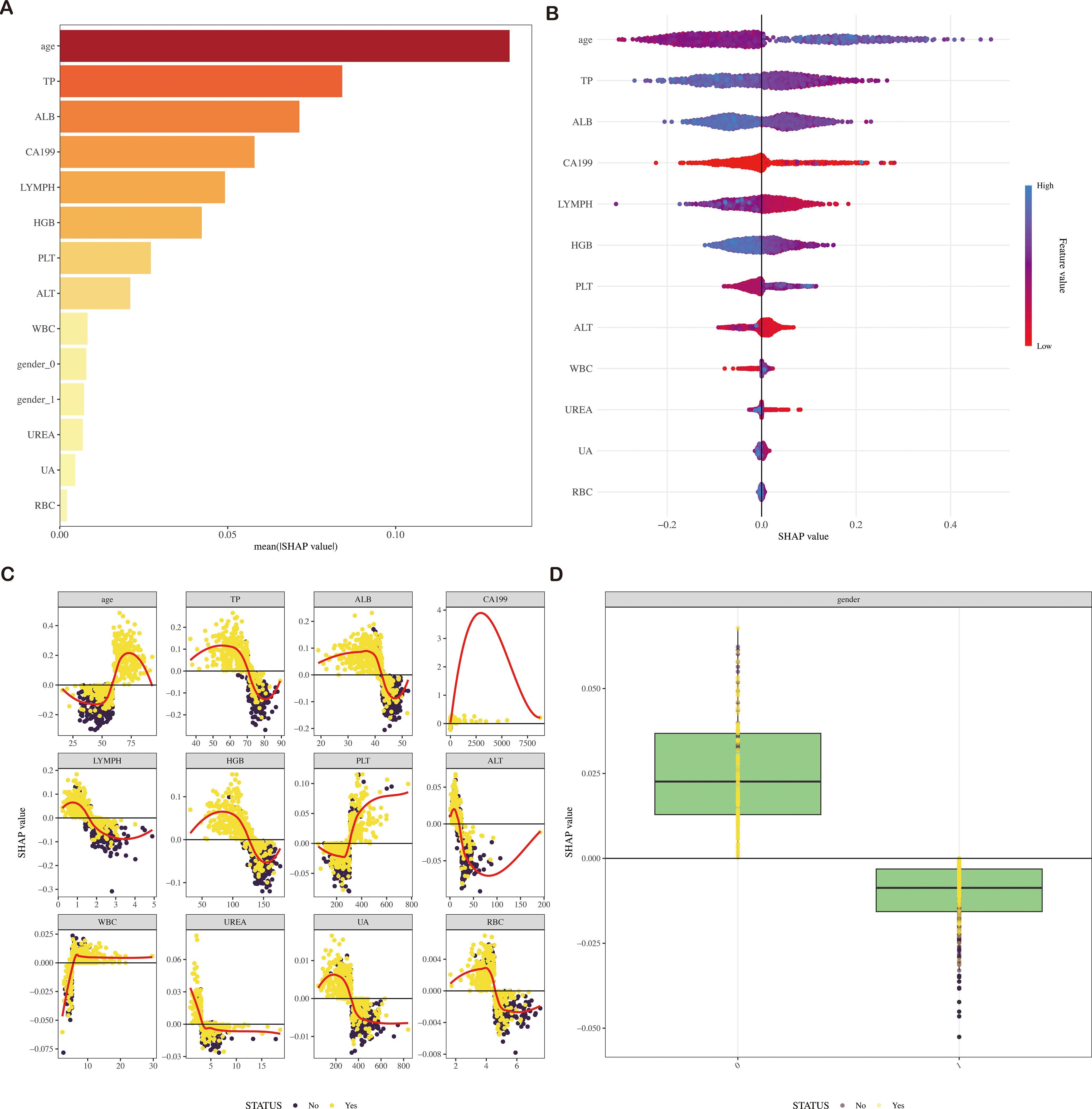 Panel A shows a bar chart ranking features by mean SHAP value, with age and TP as top predictors. Panel B depicts a violin plot showing SHAP value distribution for each feature, colored by feature value. Panel C contains multiple scatter plots with SHAP value versus feature value for individual features, showing trends and variability. Panel D presents a box plot depicting SHAP value distribution for gender, highlighting differences.