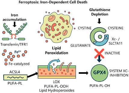 Diagram illustrating ferroptosis, an iron-dependent cell death process. It includes iron accumulation via transferrin, lipid peroxidation catalyzed by Fe²⁺ and ACSL4, and inhibition of system Xc- leading to glutathione depletion and GPX4 inactivation, creating lipid hydroperoxides.