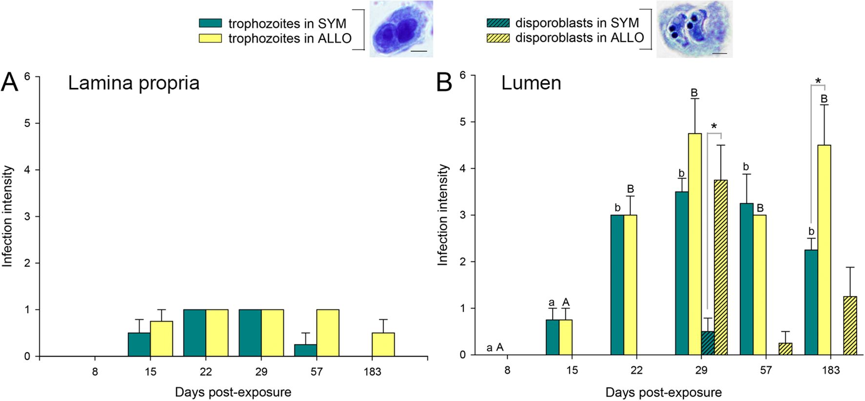 Bar charts depict infection intensity over days post-exposure in lamina propria and lumen. Two bars per time point represent SYM and ALLO trophozoites. Asterisks indicate significant differences. Microscopic images of trophozoites and disporoblasts are included.