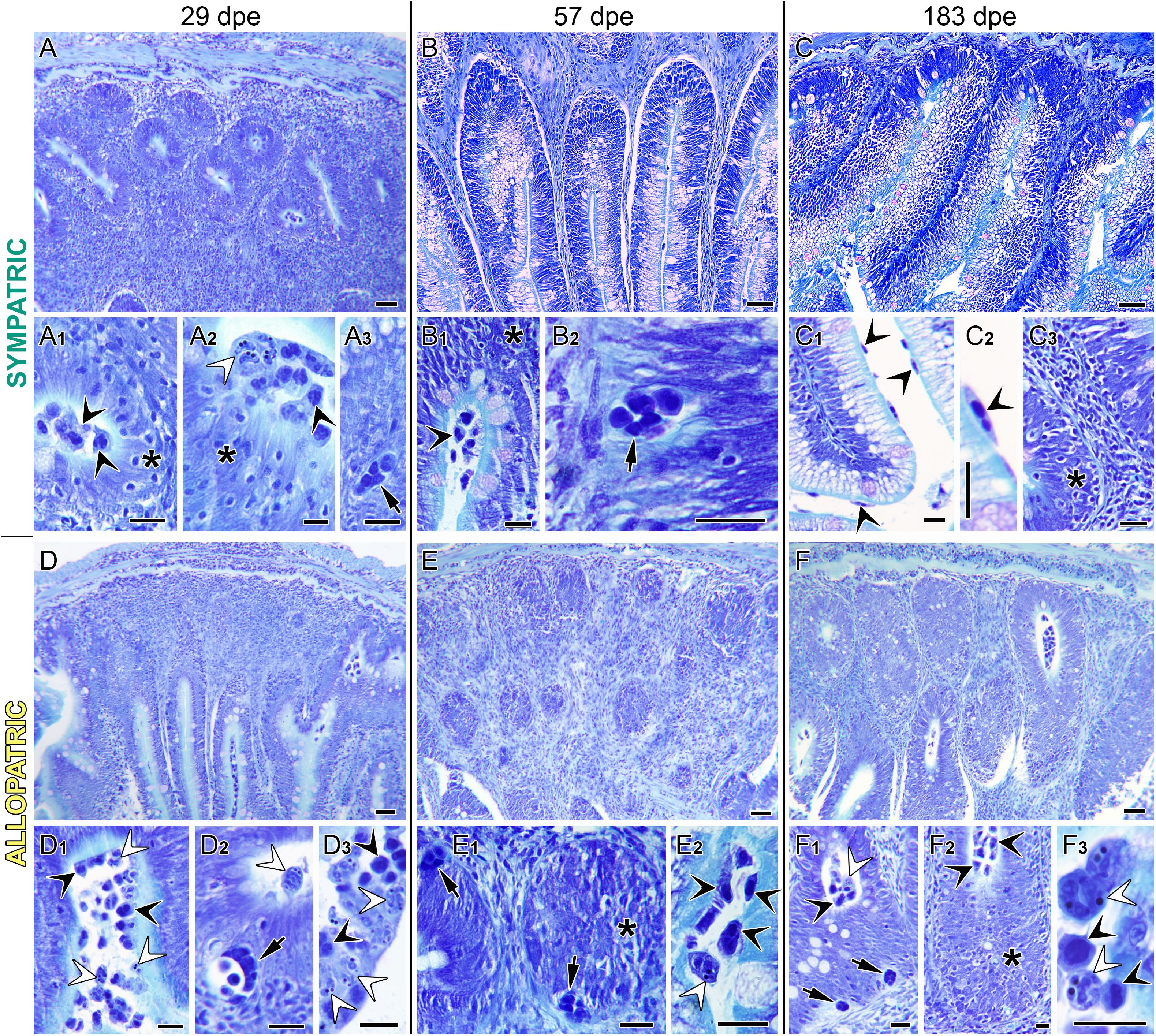 Microscopic images show histological sections of tissue at different days post-exposure (dpe): 29, 57, and 183. The top row shows sympatric samples, while the bottom row shows allopatric samples. Each column displays higher magnification insets labeled with arrows, asterisks, and other markers highlighting cellular structures or changes. The images are stained, revealing cellular detail in shades of blue and purple. The labels indicate specific features or areas of interest for comparison between sympatric and allopatric samples over time. Scale bars are present for reference.