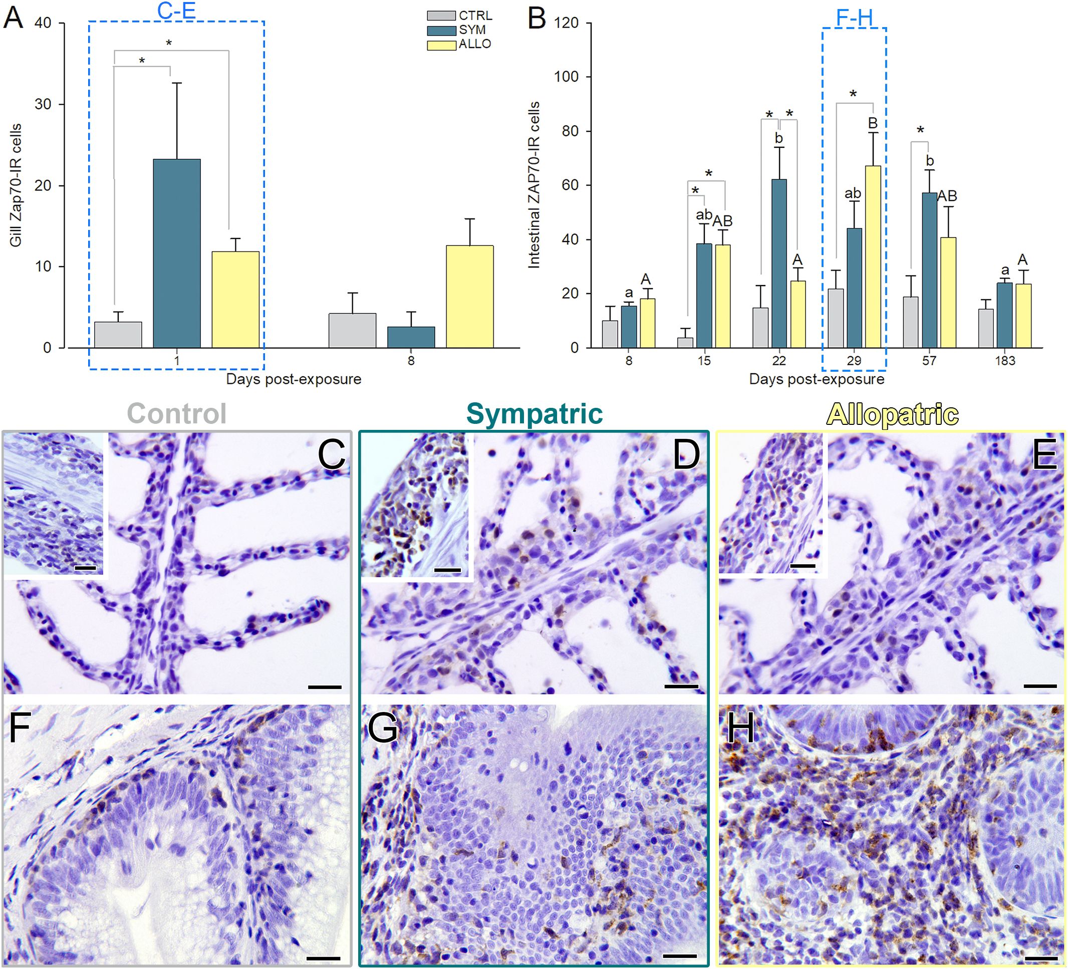 Bar charts labeled A and B depict mean counts of ZAP70-IR cells in gills and intestines across different groups: CTRL, SYM, and ALLO, with significant differences marked. Subsequent panels labeled C, D, E show microscopic images of gills from each group, while F, G, H display corresponding intestinal sections. Each image highlights differences in cell staining intensity and pattern.
