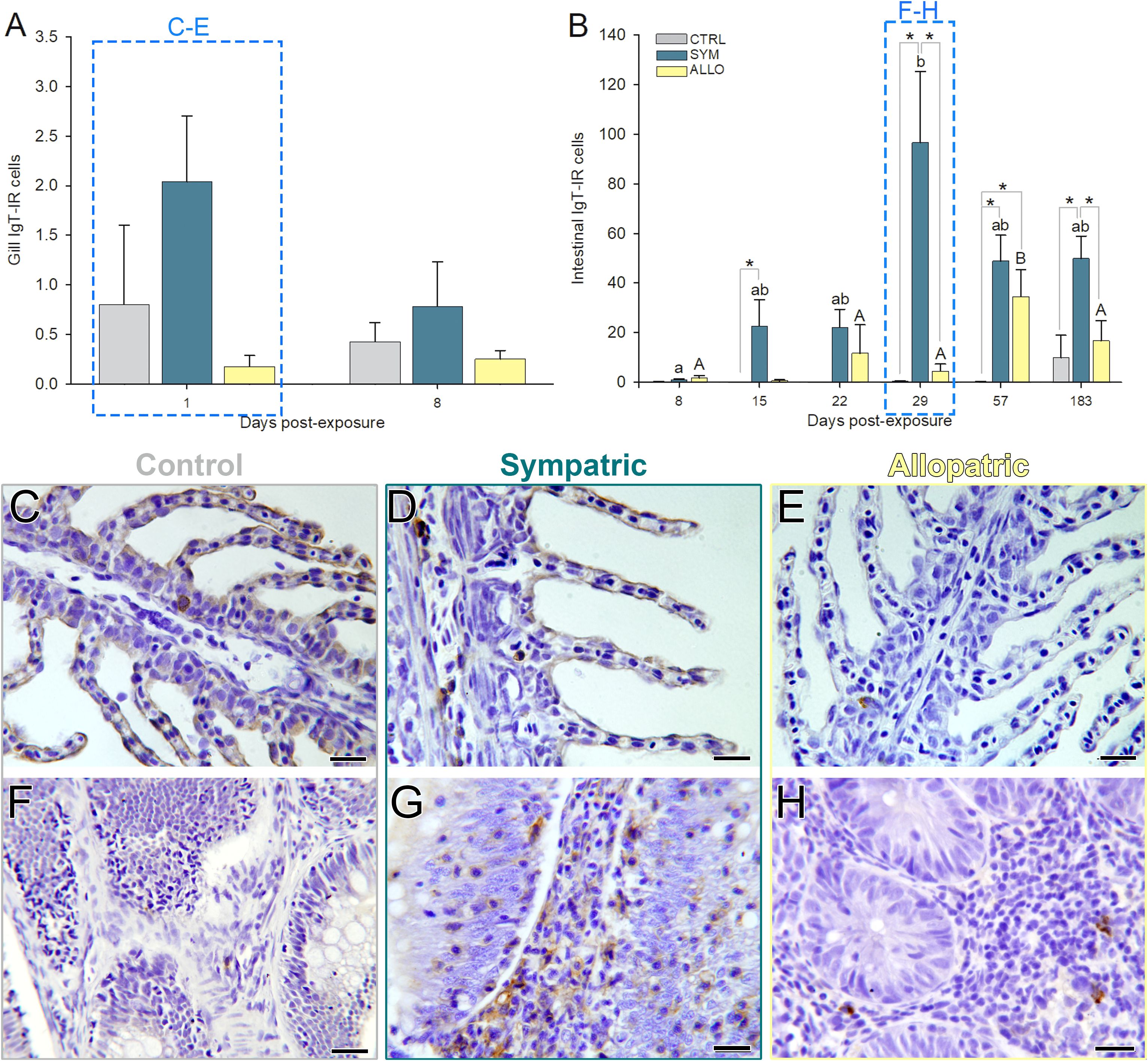 Charts A and B show the number of IgT-R cells in gills and intestines over time post-exposure. Panel C-E displays histological images of tissues labeled as Control, Sympatric, and Allopatric. Panel F-H shows close-up views of these tissue types, highlighting cell structures and differences in staining.