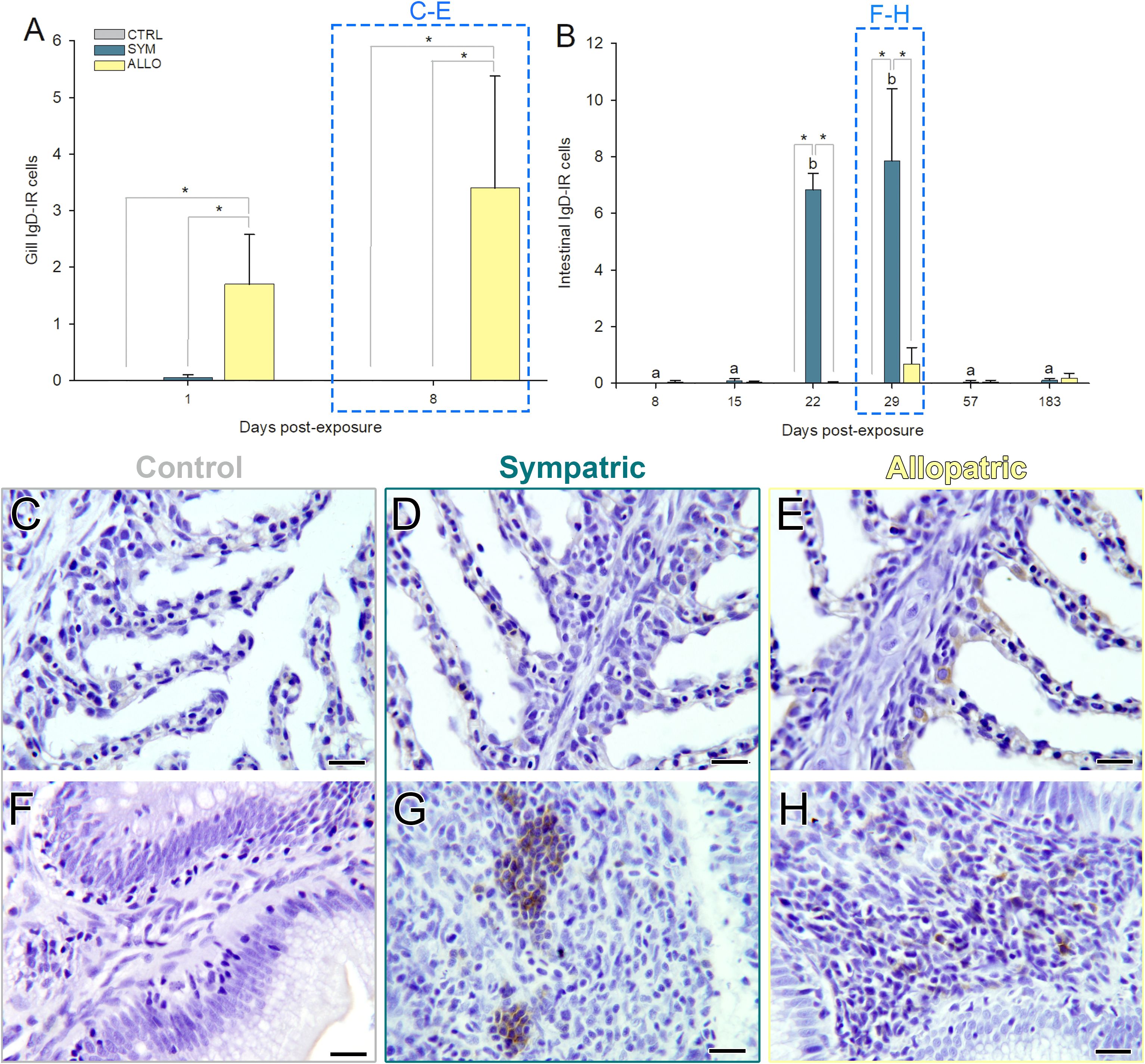 Bar graphs and histological images comparing different exposure effects are shown. Graph A depicts gill IGJ-IR cells over time, with a significant increase in the allopatric group by day eight. Graph B shows intestinal IGJ-IR cells, with a peak in the sympatric group on day twenty-two. Panels C-E illustrate histological differences among control, sympatric, and allopatric groups in gill tissues. Panels F-H show corresponding intestinal tissue sections, highlighting cellular variations. Scale bars indicate magnification levels.
