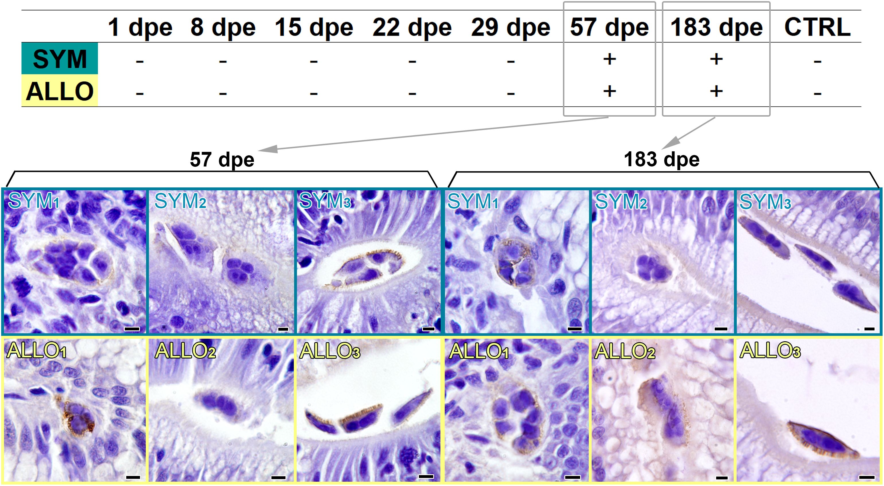 Microscopic images show tissue samples at different time points: 57 and 183 days post-exposure (dpe). The upper row, labeled SYM, and the lower row, labeled ALLO, feature close-up views of cell structures with varying degrees of coloration and detail. The top table indicates presence (+) or absence (-) of treatment at different time intervals from 1 to 183 dpe, with both SYM and ALLO showing positive markers at 57 and 183 dpe. Control (CTRL) shows no treatment.
