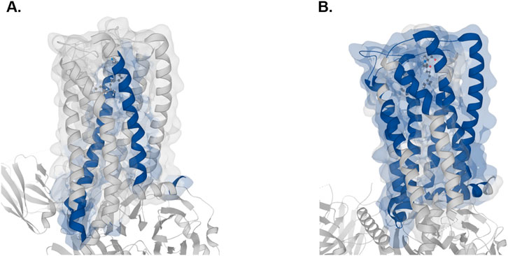 3D view of the CNR1 protein showing highlighted peptides (in blue) identified using trypsin (A) and chymotrypsin (B). The structure is based on PDB entry 8GHV, with predictions made by Protein Cleaver and visualized using MolArt.