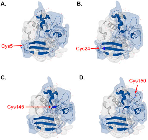 3D structure of the MGMT protein (PDB: 1EH6) showing detectable cysteines—Cys5 (A), Cys24 (B), Cys145 (C), and Cys150 (D)—highlighted using trypsin digestion predictions from Protein Cleaver. Detectable peptides are shown in blue within the integrated viewer.