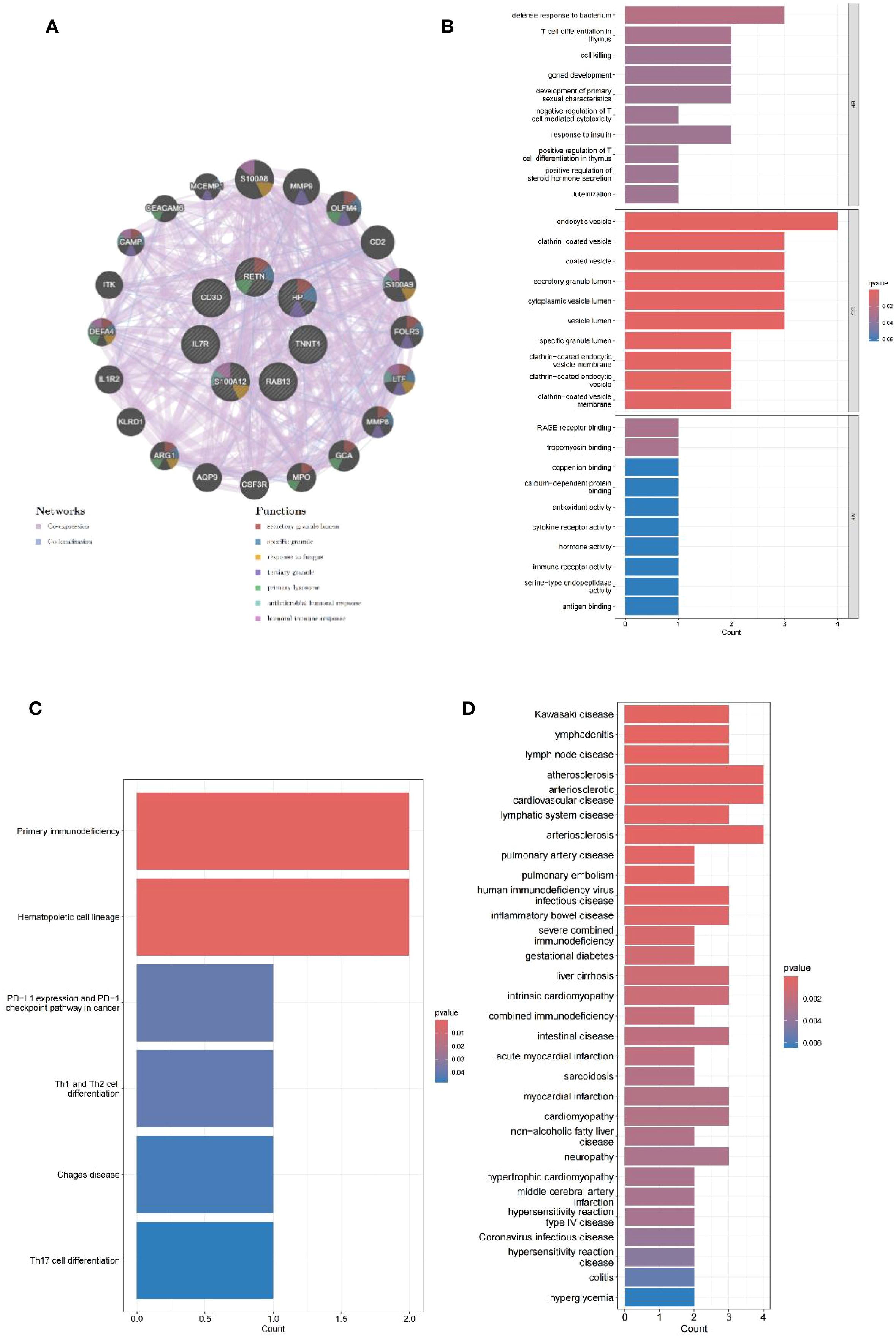Panel A shows a network diagram with nodes representing proteins colored by function, indicating co-expression and co-localization. Panel B presents a bar chart of biological processes with varying significance levels, indicated by color. Panel C displays a bar chart with counts of pathways related to immune and cell differentiation, colored by p-value. Panel D shows another bar chart listing diseases with significance levels, also color-coded by p-value.