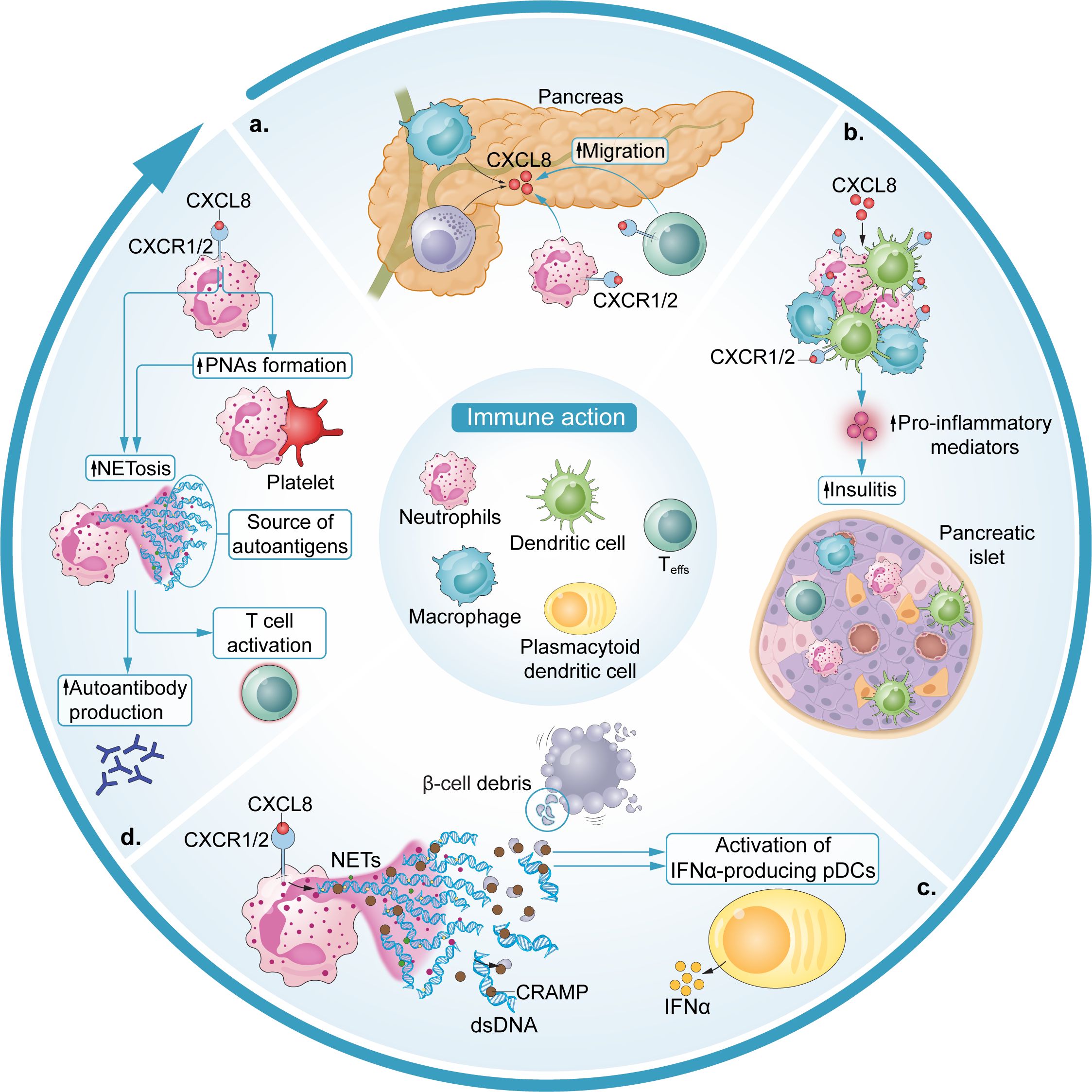 Diagram explaining the role of CXCL8 in immune response involving pancreatic islets. Panel a shows CXCL8 promoting immune cell migration to the pancreas. Panel b illustrates CXCL8 driving increases in pro-inflammatory mediators and insulitis. Panel c depicts neutrophil NETosis activating IFNα-producing pDCs. Specifically, the release of NET-derived CRAMP complexes with β cell debris and dsDNA (self-DNA) and activates IFNα-producing pDCs which serve as antigen-presenting cells. Panel d shows shows that PNAs contribute to a positive feedback loop of platelet – neutrophil activation, which is linked to NETosis and, subsequently, promotes autoantibody production via NETosis ultimately leading to T cell activation The central circle lists immune cells involved: neutrophils, dendritic cells, macrophages, plasmacytoid dendritic cells, and effector T cells.
