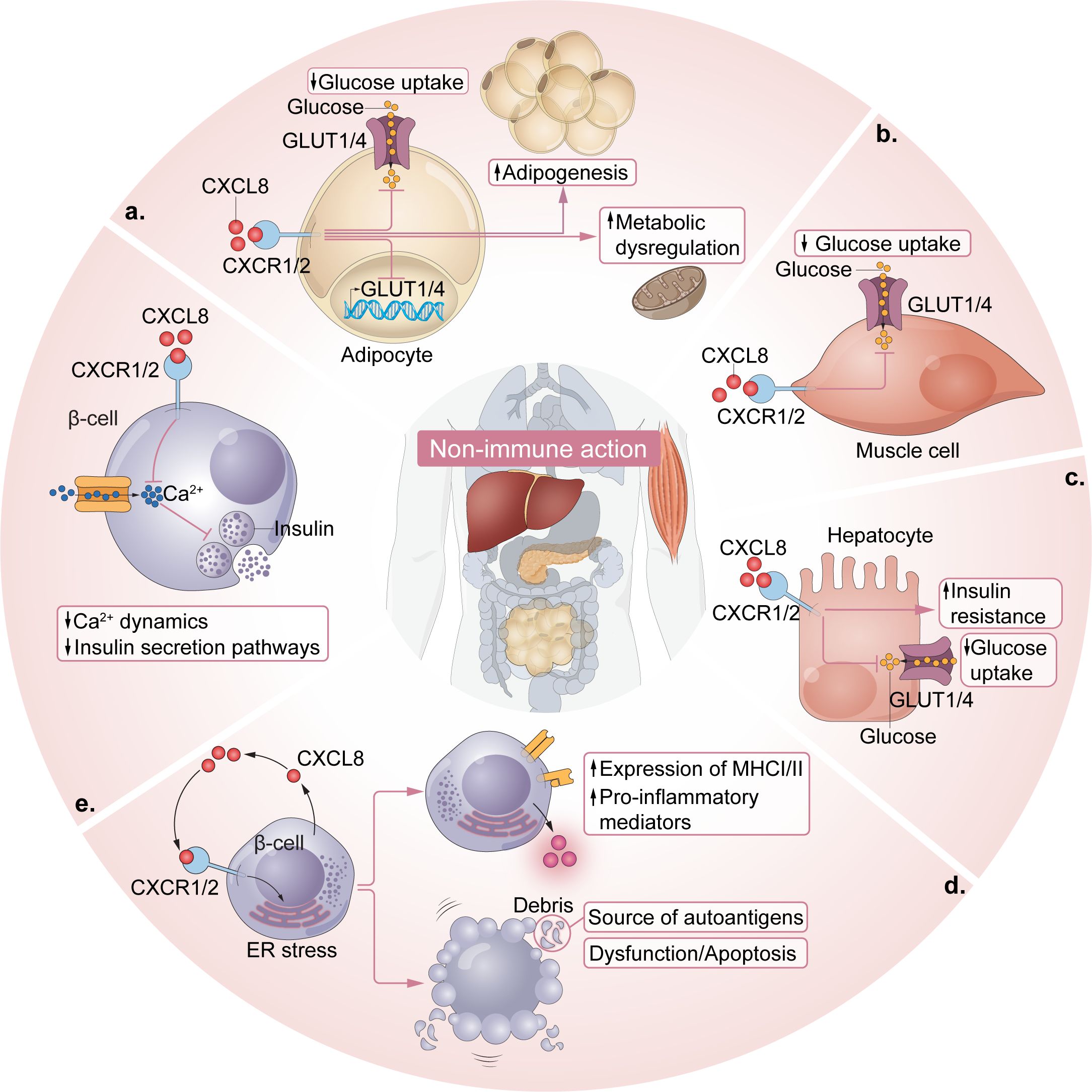 Diagram illustrating non-immune actions of CXCL8/CXCR1/2 signaling in adipocytes, muscle cells, hepatocytes, and beta-cells. Details show glucose uptake via GLUT1/4 and associated pathways like increased adipogenesis, insulin resistance, metabolic dysregulation, calcium dynamics, insulin secretion, ER stress, expression of pro-inflammatory mediators, and apoptosis. The central image displays human internal organs.
