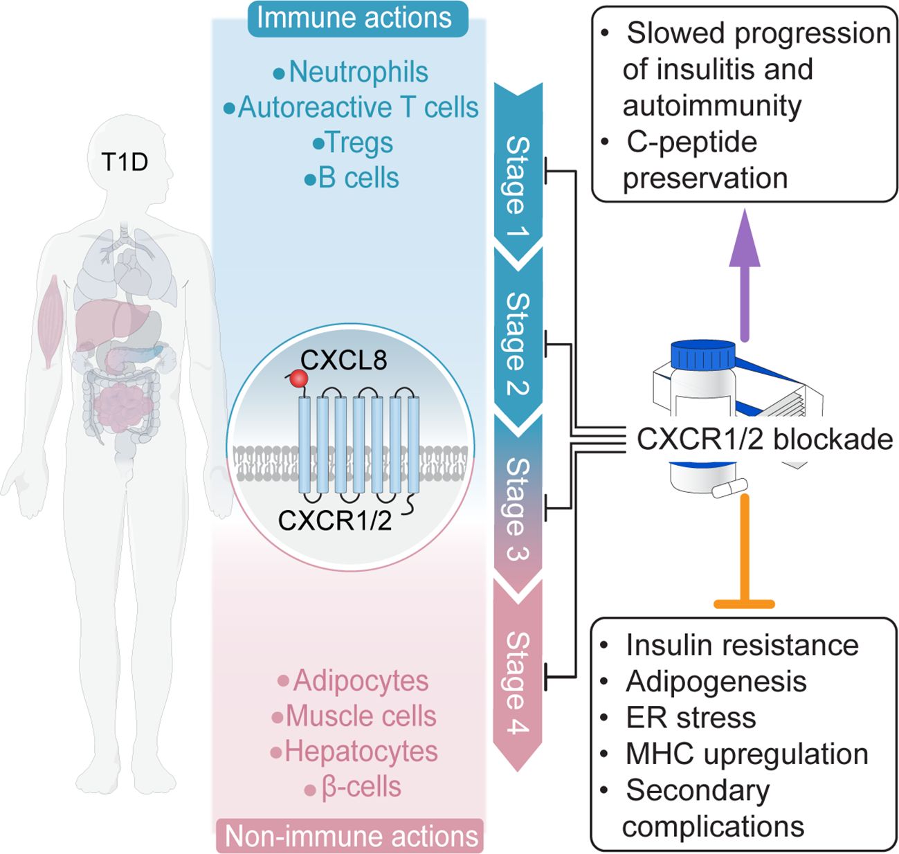 Diagram depicting the role of immune and non-immune actions in Type 1 Diabetes (T1D) progression. It illustrates that CXCR1/2 blockade can have potential protective effects across all stages of disease, through immune actions and nonimmune actions. Immune actions occur through neutrophils, autoreactive T cells, Tregs, and B cells; and Non-immune actions occur through muscle cells, hepatocytes, and beta-cells. CXCL8 is shown interacting with CXCR1/2, with blockade slowing insulitis progression and preserving C-peptide in early stages of disease and mitigating insulin resistance, adipogenesis, endoplasmic reticulum stress, MHC upregulation, and other complications in later stages of disease.