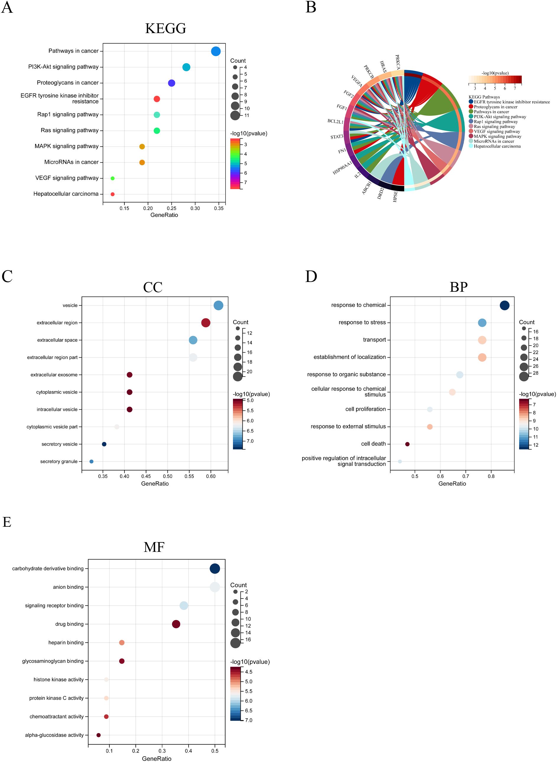 A series of five panels depicting different analyses: A. KEGG pathway dot plot shows various pathways with gene ratios on the x-axis and colors representing -log10(p-value). B. Circular plot links genes to pathways with colors indicating -log10(p-value). C. Cellular Component (CC) plot displays vesicle-related terms with gene ratios and color gradients. D. Biological Process (BP) plot presents terms like response to chemical with gene ratios and color scales. E. Molecular Function (MF) plot illustrates binding terms with gene ratios and color-coded data points.