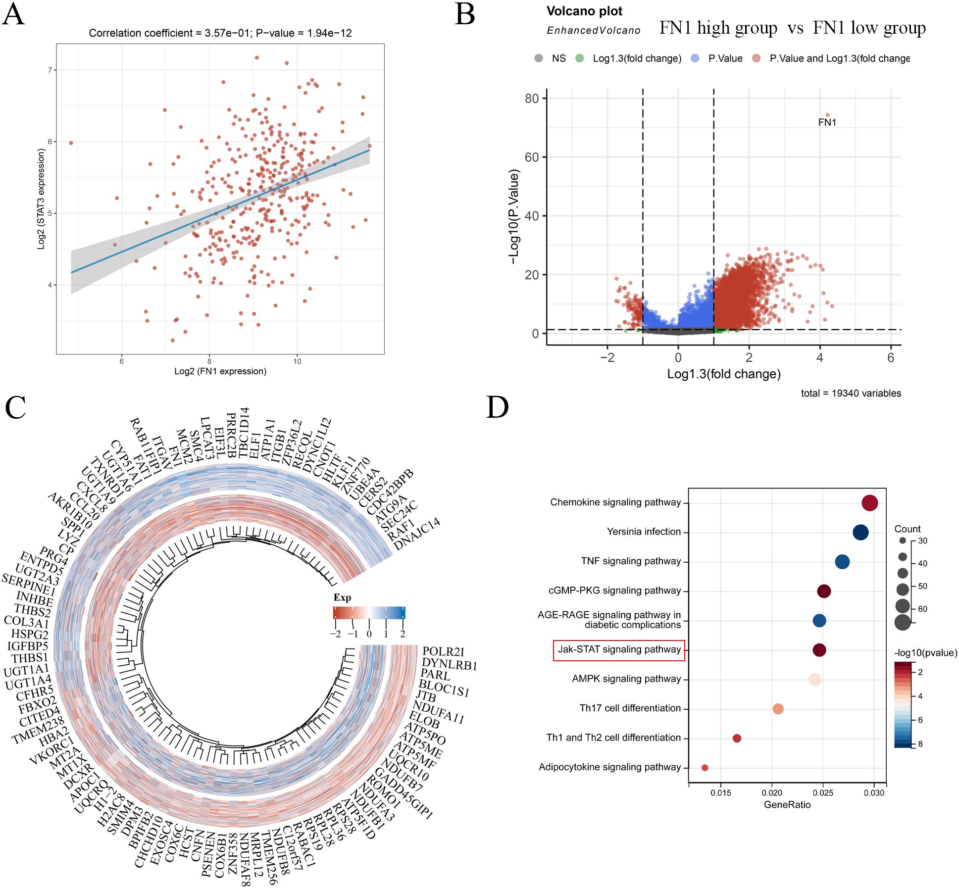 Panel A displays a scatter plot showing a positive correlation between FN1 and RPS4X expression. Panel B is a volcano plot illustrating differential expression, highlighting FN1 in the high vs. low group. Panel C features a circular heat map of gene expression levels. Panel D is a dot plot showing gene pathway enrichment, with the Jak-STAT signaling pathway prominently noted.