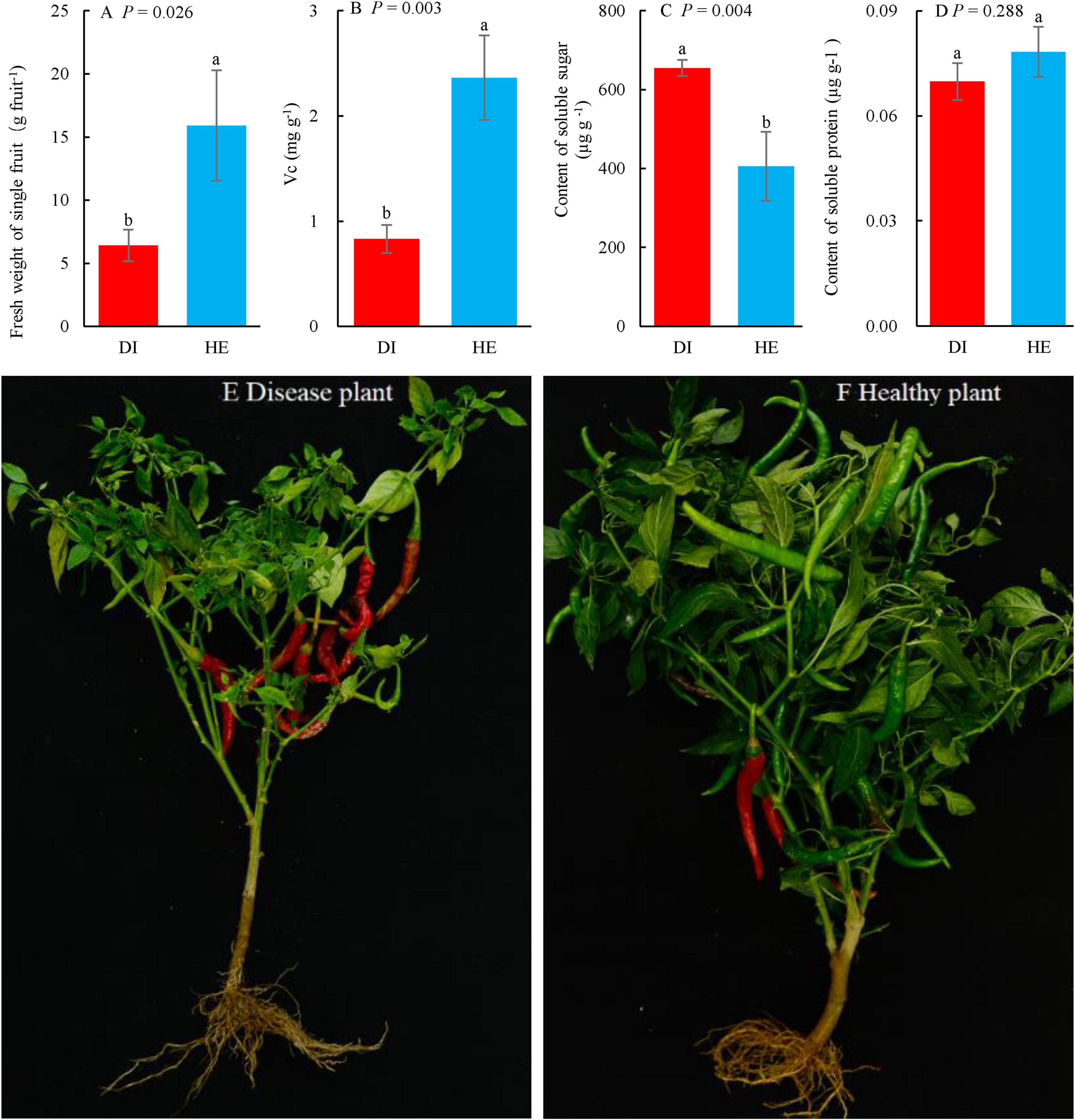 Four bar charts and two plant images are shown. The charts labeled A to D compare DI and HE treatments in terms of fresh fruit weight, vitamin C content, soluble sugar, and soluble protein, with HE generally outperforming DI except in soluble protein. The bottom images compare a diseased plant with sparse leaves and red peppers to a healthy plant with dense foliage and green peppers.