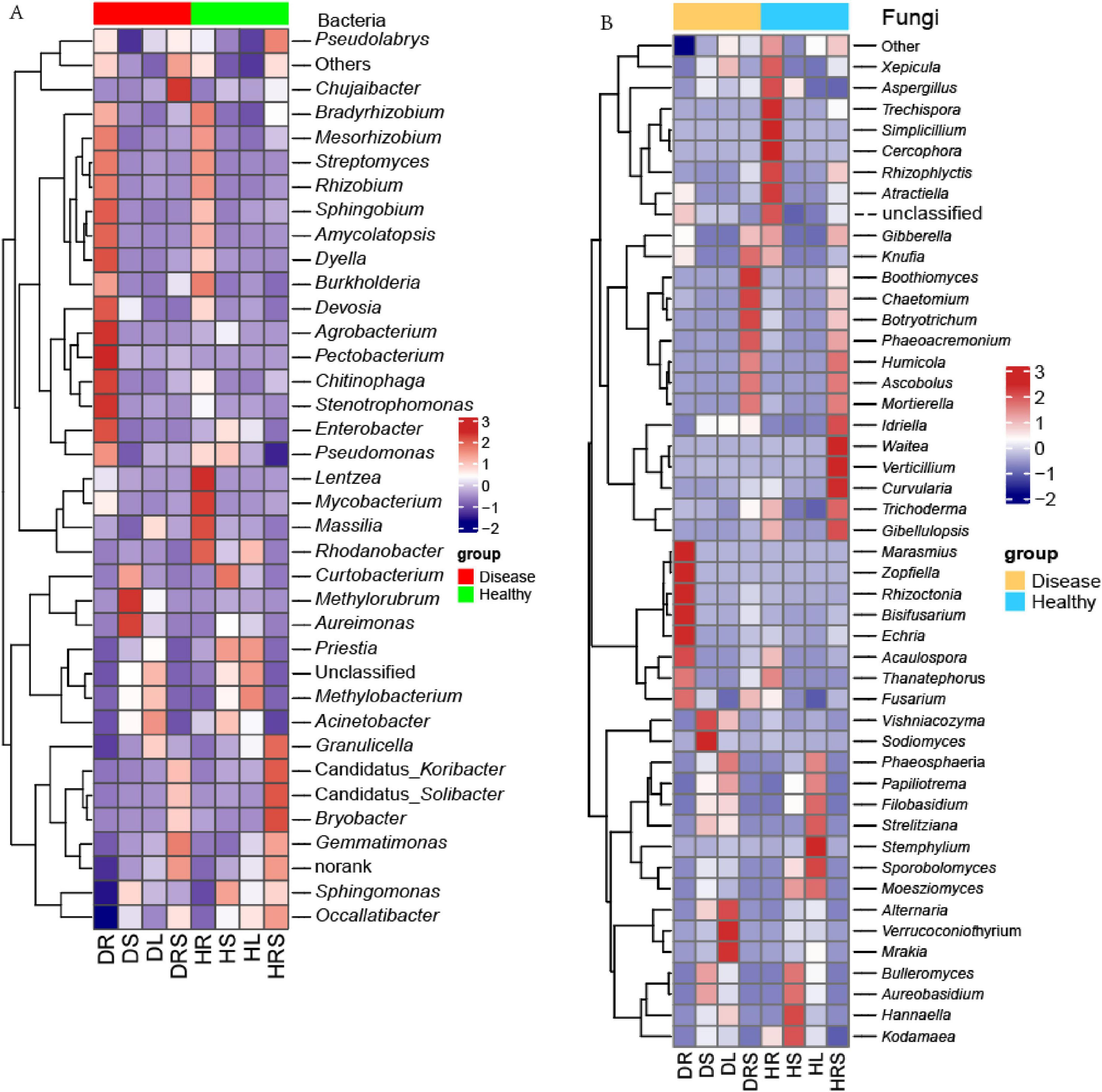 Heatmap showing bacterial and fungal communities in two groups: disease (red) and healthy (green for bacteria, blue for fungi). Panel A illustrates bacteria with different genera on the y-axis and samples on the x-axis. Panel B displays fungi with genera and samples similarly organized. Color intensity represents abundance, ranging from red (high) to blue (low).