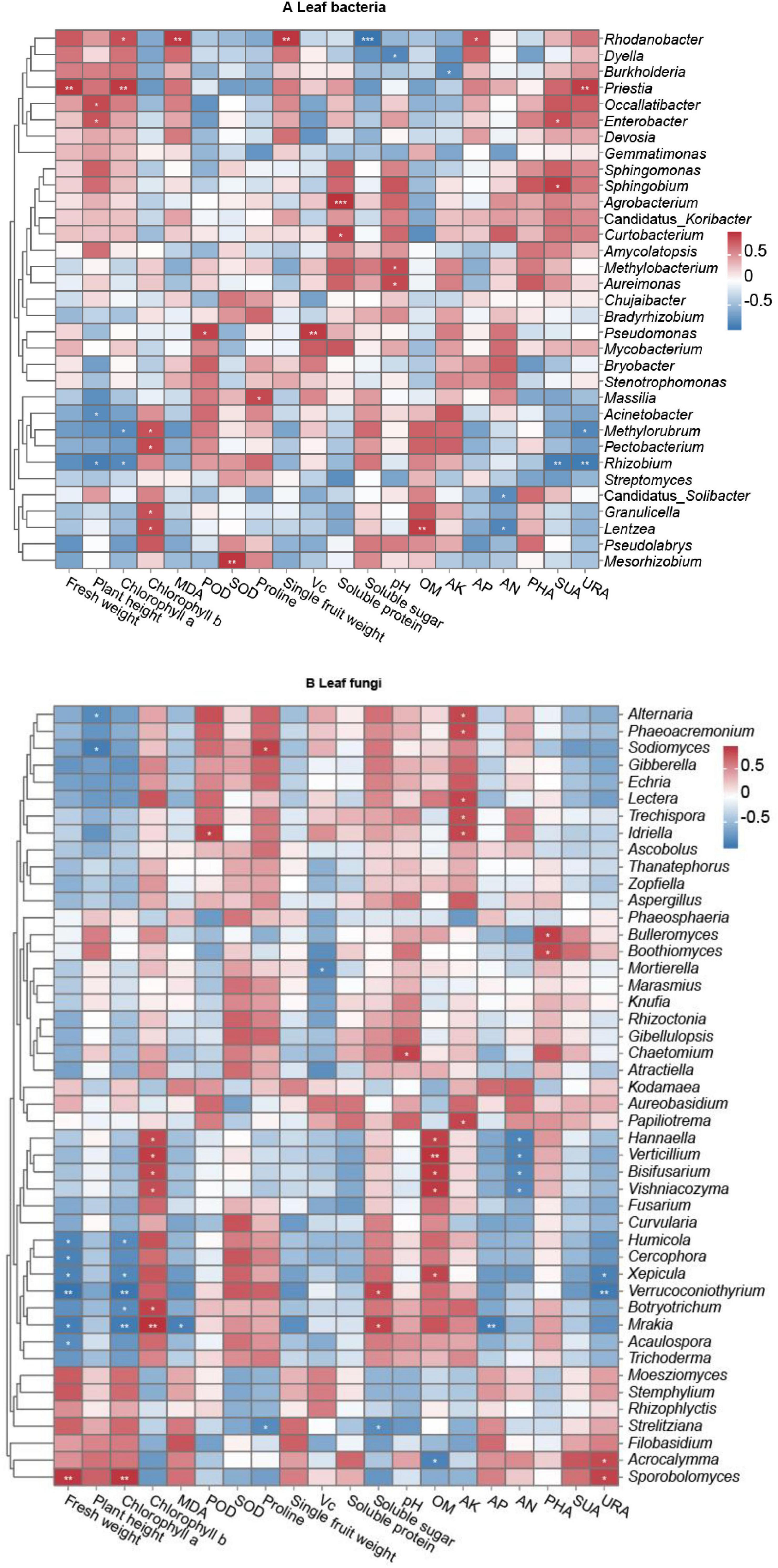 Heatmaps showing correlations between leaf microbiome components and various plant traits. The top heatmap (A) represents leaf bacteria, while the bottom heatmap (B) represents leaf fungi. Rows list microbiome species, and columns list plant traits like fresh weight and chlorophyll content. Blue and red indicate negative and positive correlations, respectively, with intensity varying by strength of correlation.
