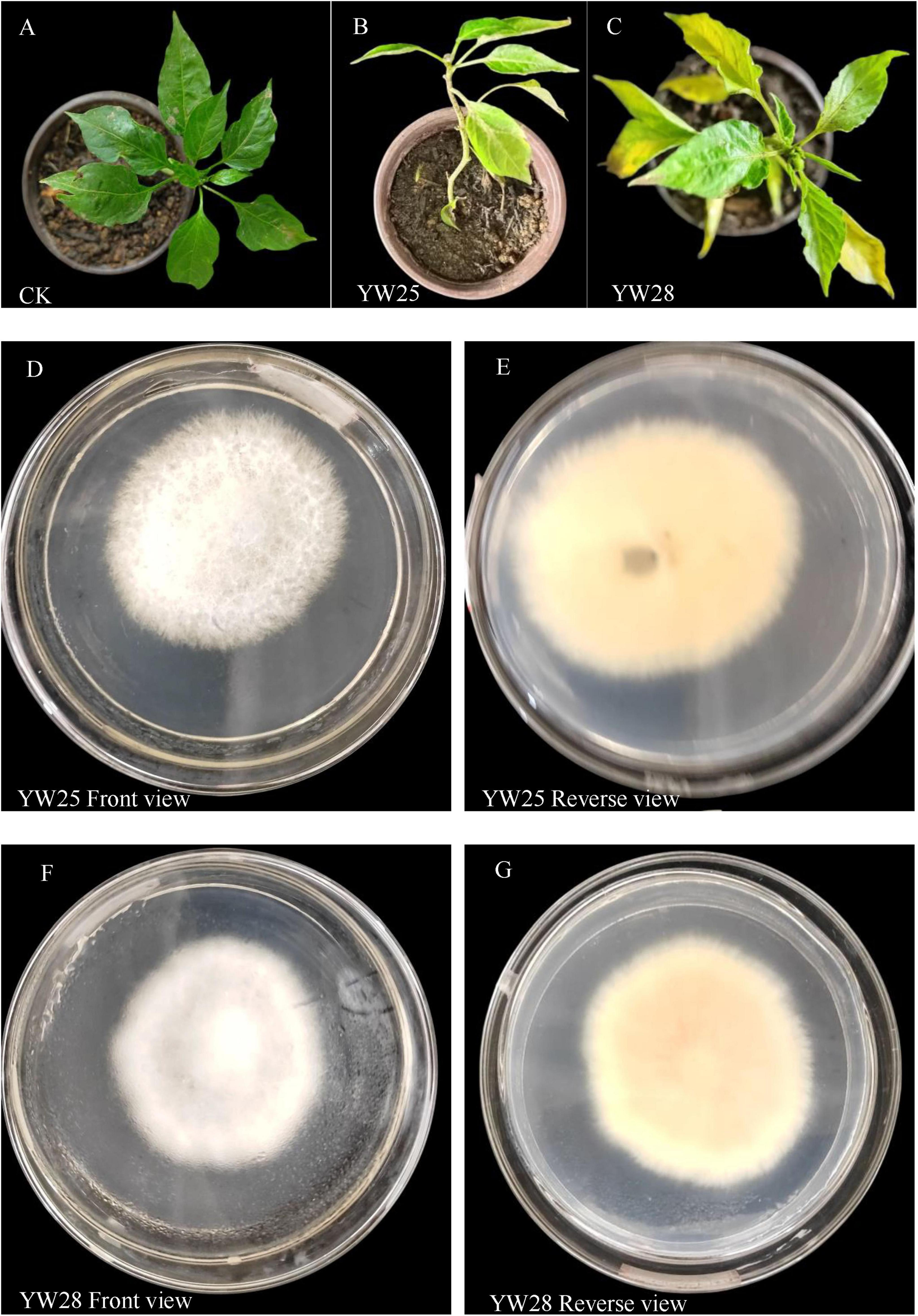 Panels A to G depict experiments with plants and fungi in petri dishes. A shows a healthy plant labeled CK. B and C display plants labeled YW25 and YW28 with yellowing leaves. D and F show the front view of fungal growth in petri dishes for YW25 and YW28, respectively. E and G provide the reverse view of the same fungal cultures, showing color variations.