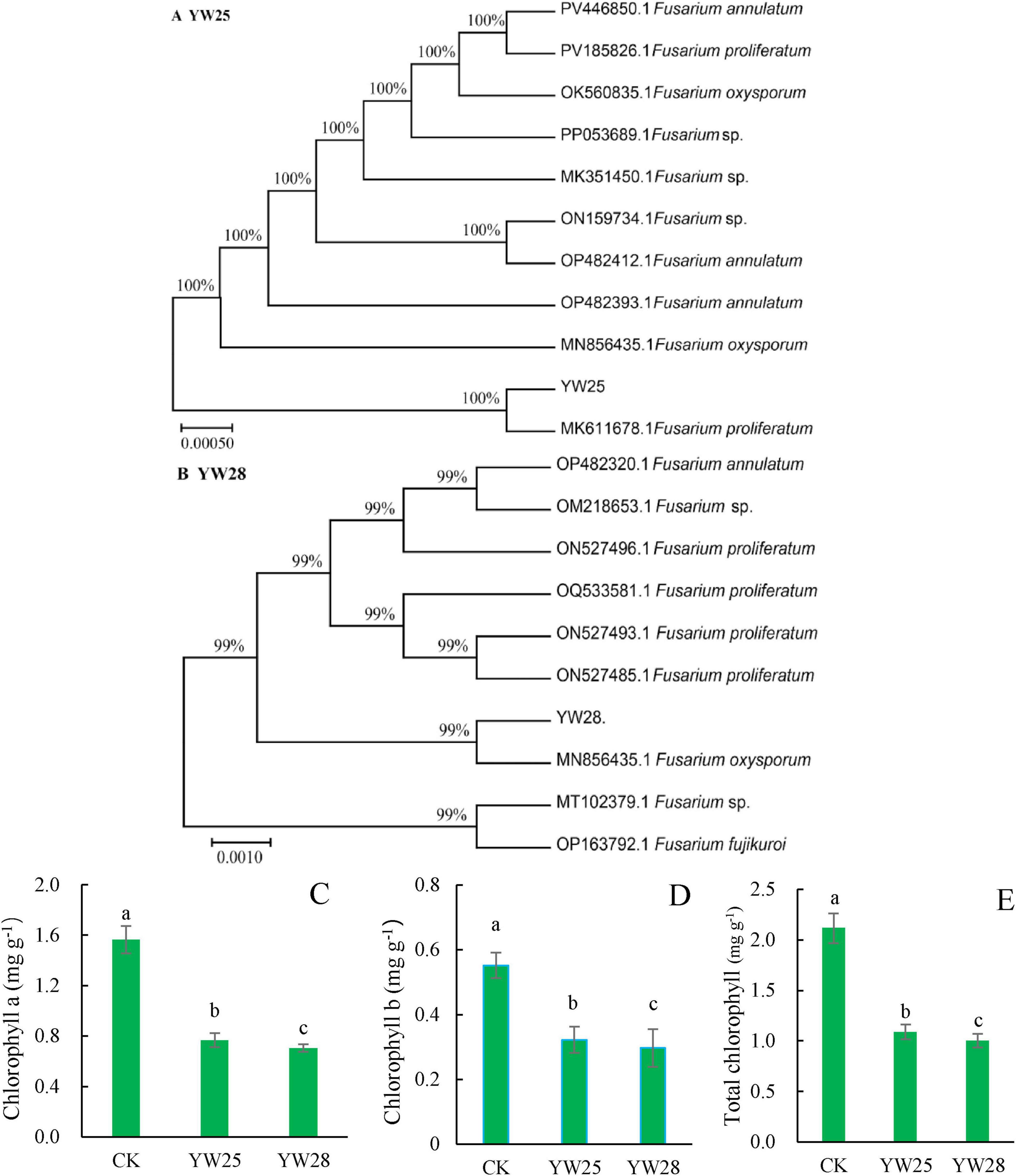 Phylogenetic tree diagrams and bar graphs are shown. The percentage value in Figure 9A and B indicating the similar degree between the two fungi. The diagrams labeled A and B display relationships among Fusarium species, with percentage values indicating branch support. The bar graphs labeled C, D, and E compare chlorophyll a, chlorophyll b, and total chlorophyll levels in samples CK, YW25, and YW28. Significant differences are marked with different letters.