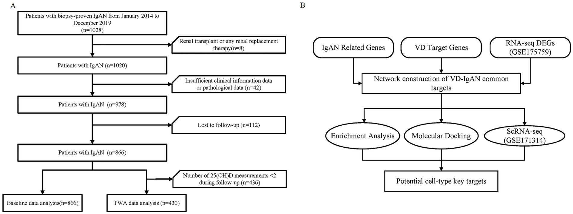Flowchart A shows a selection process of patients with biopsy-proven IgAN from 2014 to 2019, narrowing from 1,028 to 866 due to various exclusions. Flowchart B outlines a method involving IgAN related genes, VD target genes, RNA-seq and ScRNA-seq data, leading to network construction, enrichment analysis, molecular docking, and identification of potential cell-type key targets.