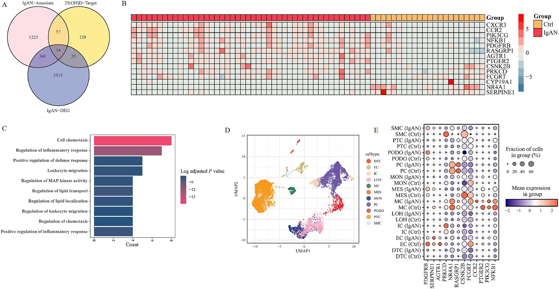 A composite scientific image includes: A) A Venn diagram showing 57 genes common to IgAN-Associate and 25(OH)D–Target, and 14 common to all three groups, including IgAN-DEG. B) A heatmap comparison of gene expression between control (Ctrl) and IgAN groups with red indicating higher expression. C) A bar chart displaying biological processes like cell chemotaxis and their significance. D) A UMAP plot of cell clusters, each color representing a different cell type. E) A dot plot displaying gene expression and cell type distribution across groups, with dot size indicating cell fraction and color indicating mean expression.