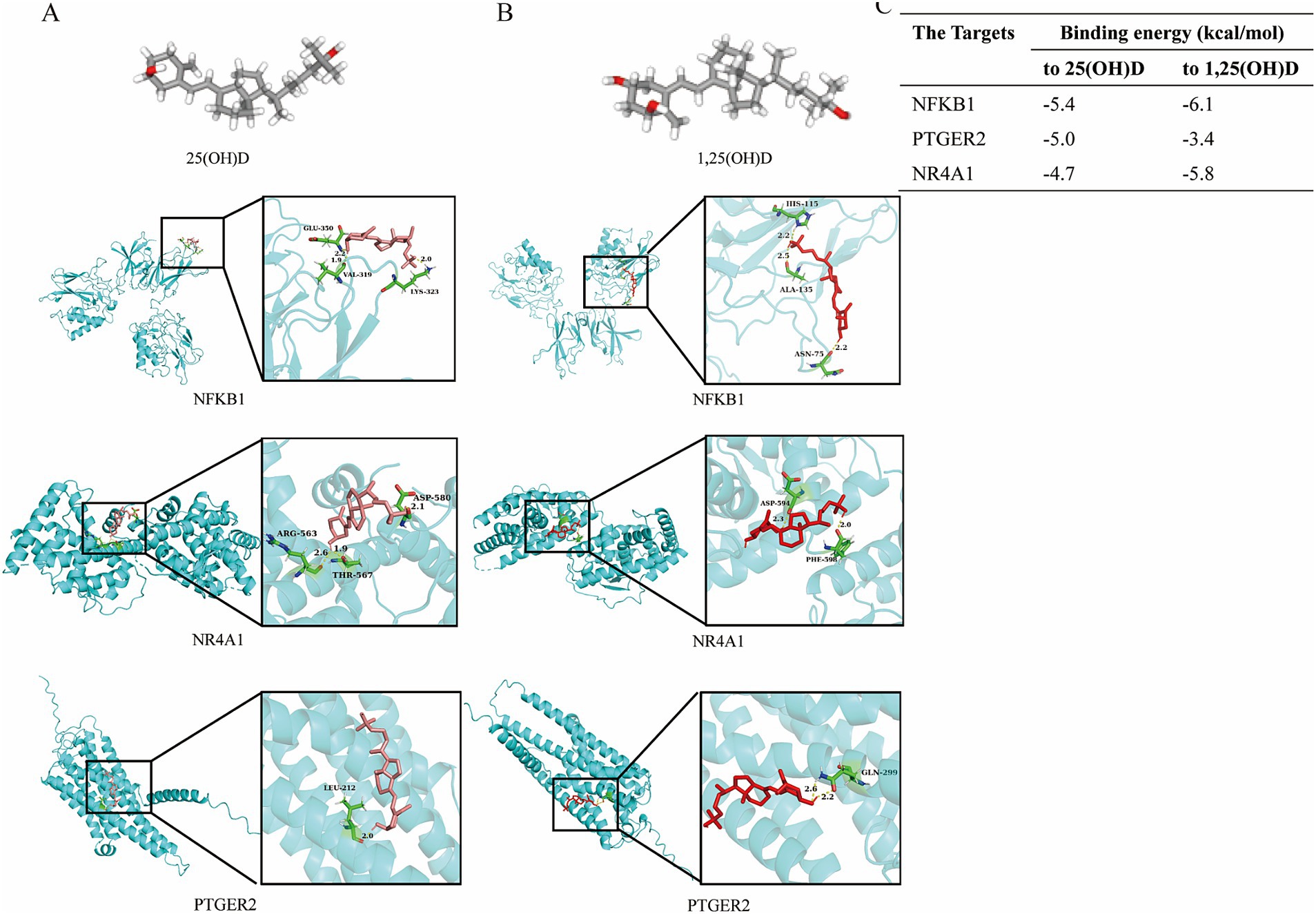 Molecular docking images show the interaction of 25(OH)D and 1,25(OH)D with protein targets NFKB1, NR4A1, and PTGER2. Close-ups highlight specific amino acid interactions with detailed distances. A table lists binding energies in kcal/mol for each target, indicating stronger binding of 1,25(OH)D compared to 25(OH)D.