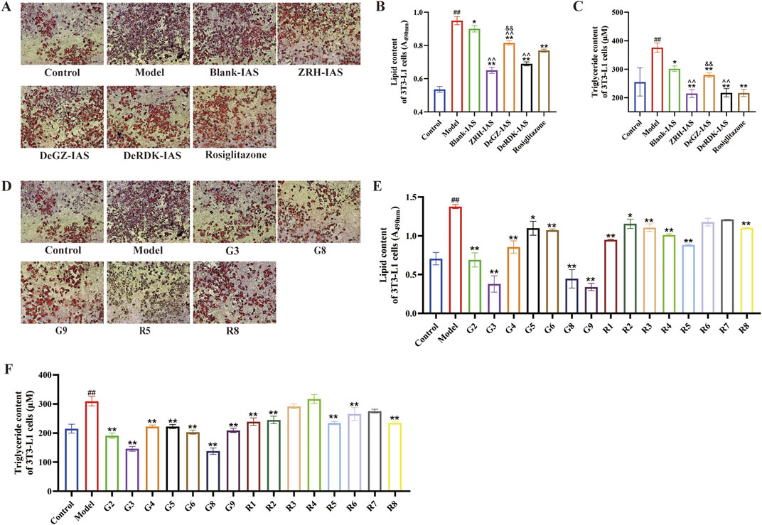 Microscopic images (A, D) and bar graphs (B, C, E, F) display lipid and triglyceride content in 3T3-L1 cells under various treatments. Images show different staining patterns. Graphs illustrate quantitative data with significant differences between control, model, and treatment groups. Statistical markers (*, **, #, &) indicate significance levels.