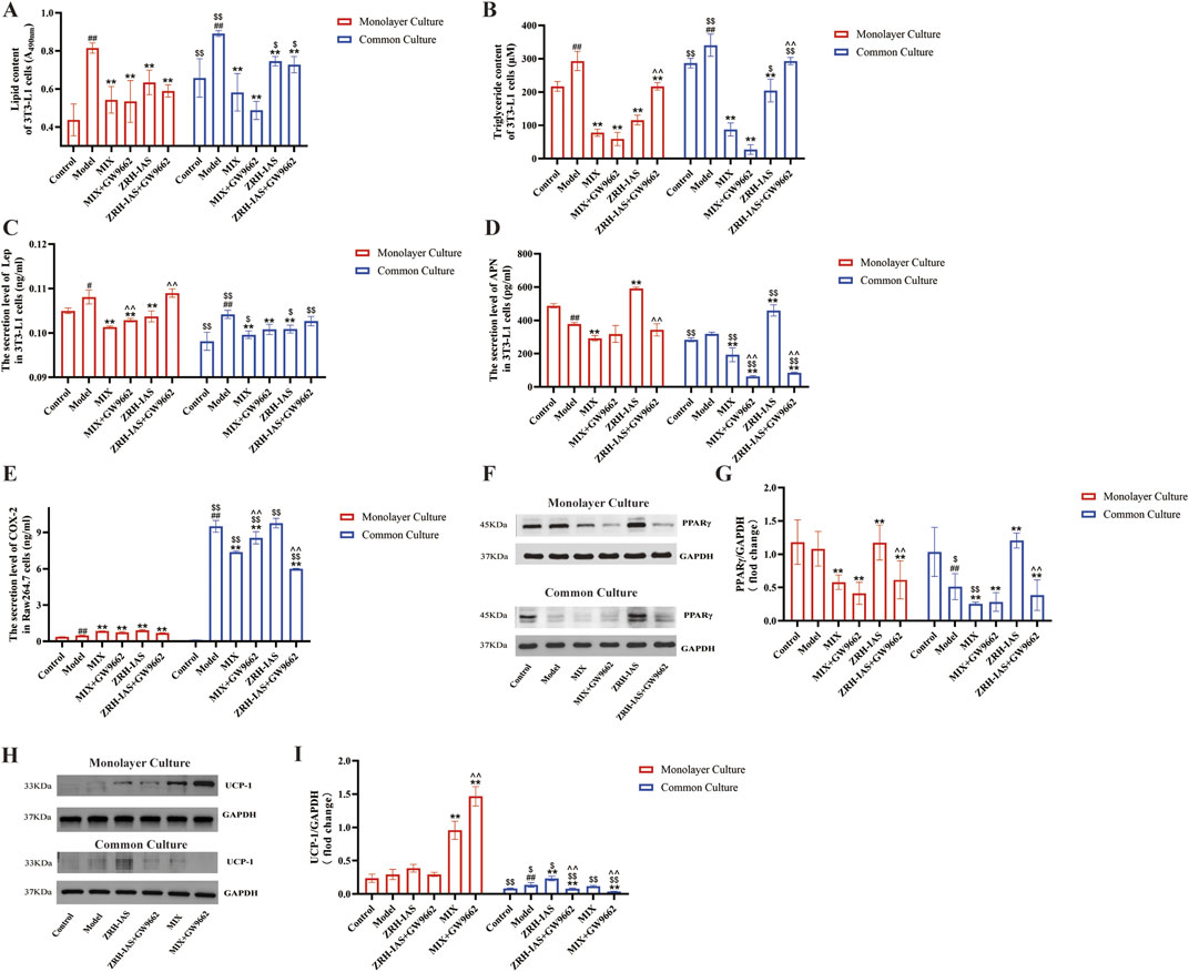 A series of bar graphs and blot images compare monolayer and common culture conditions. Each panel (A-I) presents distinct biological data: A displays 13-lipid content, B triglyceride content, C resistin level, D adiponectin level, E COX-2 secretion level, F and H show Western blot results for PPARγ, UCP-1, and GAPDH across cultures, and G and I show quantification of PPARγ and UCP-1 expression relative to GAPDH. Red bars represent monolayer culture and blue bars represent common culture. Statistical significance is indicated by symbols above the bars.
