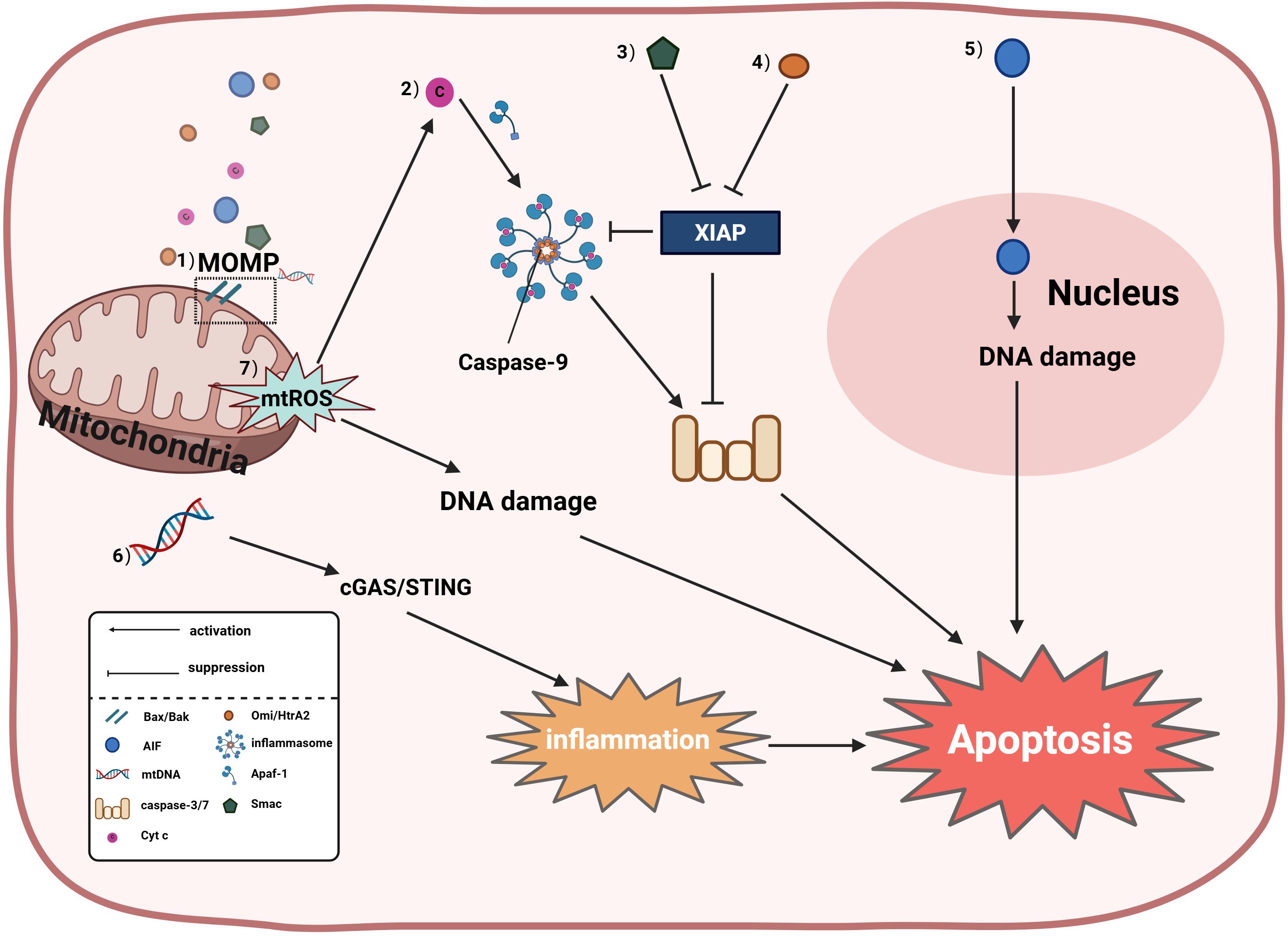 Mitochondria induce apoptosis through both caspase-dependent and caspase- independent pathways.Bcl-2 family-regulated MOMP releases apoptogenic factors (Cyt c, Smac, mtDNA, AIF) via Bax/Bak activation. Cyt c forms apoptosomes with Apaf-1, activating caspase-9→3/7. Smac inhibits XIAP to enable caspase function. Omi/HtrA2 promotes apoptosis by disrupting XIAP-mediated caspase suppression. AIF causes caspase-independent DNA fragmentation. mtDNA activates cGAS-STING, driving inflammation-associated apoptosis particularly when caspases are inhibited. mtROS promotes apoptosis dually: facilitating Cyt c release for caspase activation and inducing DNA damage through oxidative DNA lesions and subsequent activation of the ATM-CHK2-p53 pathway.