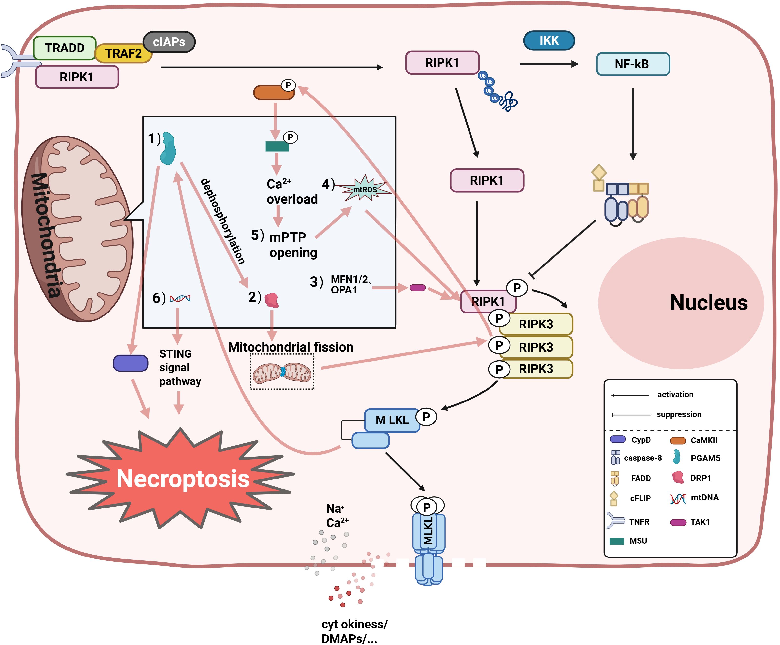 Diagram illustrating the necroptosis signaling pathway. Key components include RIPK1, RIPK3, and MLKL interacting to trigger the process, with mitochondrial involvement. The pathway shows activations and suppressions leading to mitochondrial fission and necroptosis, with elements like Ca²⁺ overload, mROS, mPTP opening, and the STING signal pathway. Activation and suppression are shown with directed arrows and dashed lines, respectively. Labels indicate significant proteins and pathways involved. The nucleus and mitochondria are also depicted as part of the process.