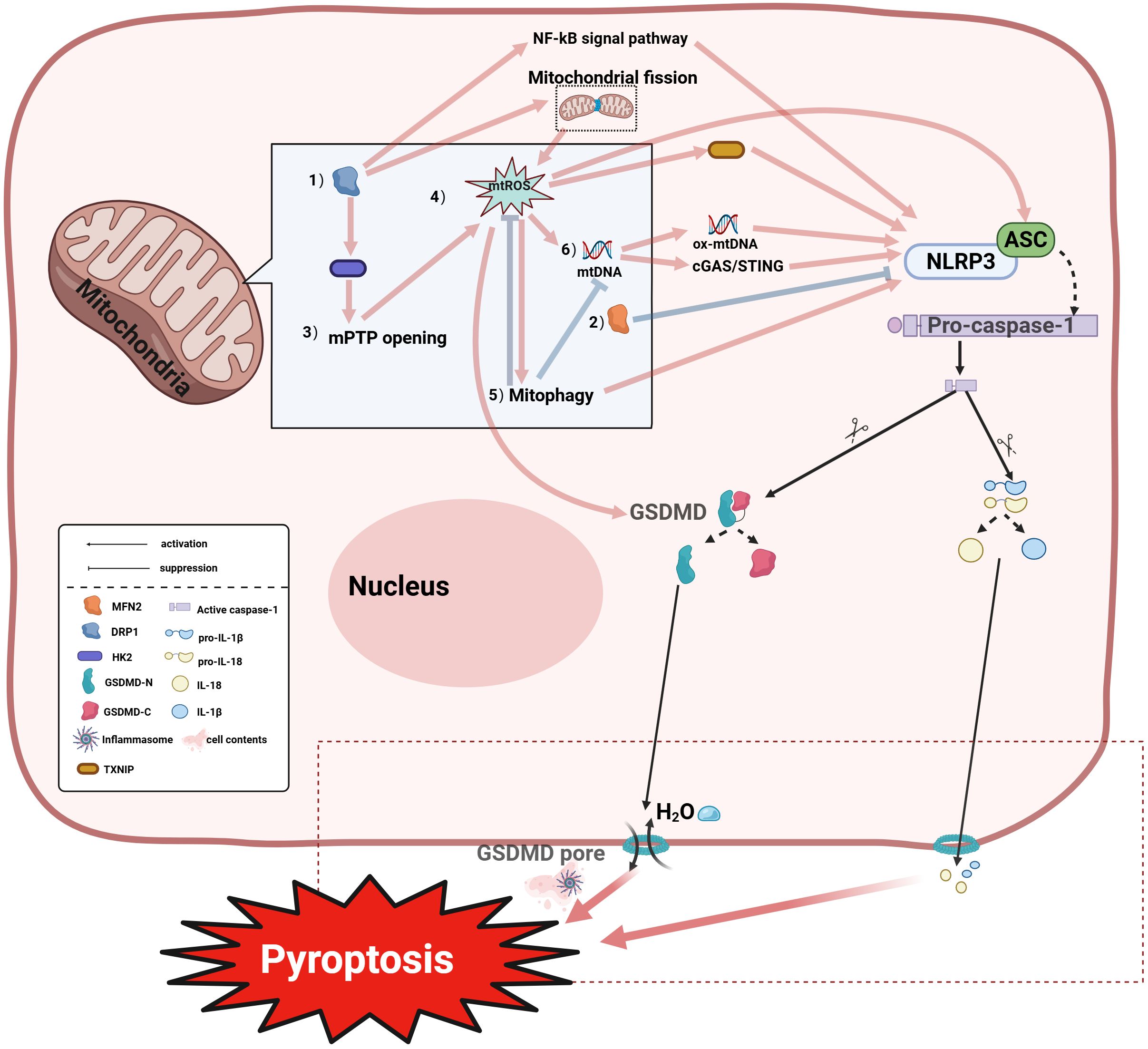 Diagram illustrating the mitochondrial role in the pyroptosis process. It depicts mitochondrial fission, mPTP opening, mitophagy, and the NLRP3 inflammasome pathway. Elements include mtROS, mtDNA, ox-mtDNA, cGAS/STING, and pro-caspase-1 activation. Arrows indicate activation and suppression pathways leading to GSDMD pore formation and pyroptosis. Labels include proteins and reactions involved, alongside a legend explaining icons and arrows.