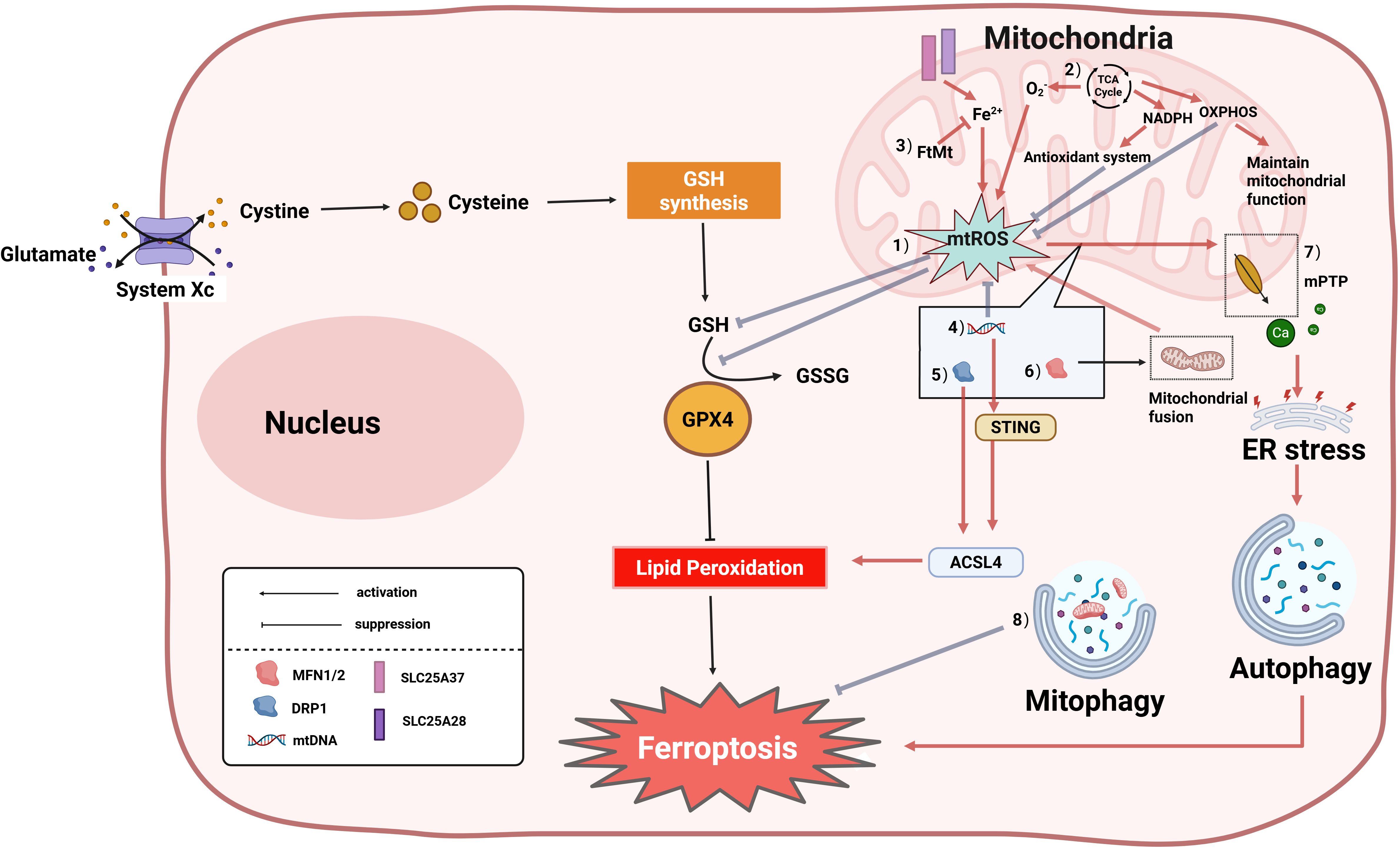 Diagram illustrating the process of ferroptosis, highlightingmitochondrial involvement. Cystine enters through System Xc−, converts to cysteine, then to GSH. GSH transforms to GSSG via GPX4, preventing lipid peroxidation. Mitochondria produce mtROS, affecting mitochondrial function and promoting ER stress and autophagy. Key factors include ACSL4, STING, and mitophagy. Activation and suppression pathways involve proteins like MFN1/2 and DRP1. Mitochondrial elements like Fe2+, NADPH, and OXPHOS are noted alongside processes such as mitochondrial fusion and mPTP regulation.