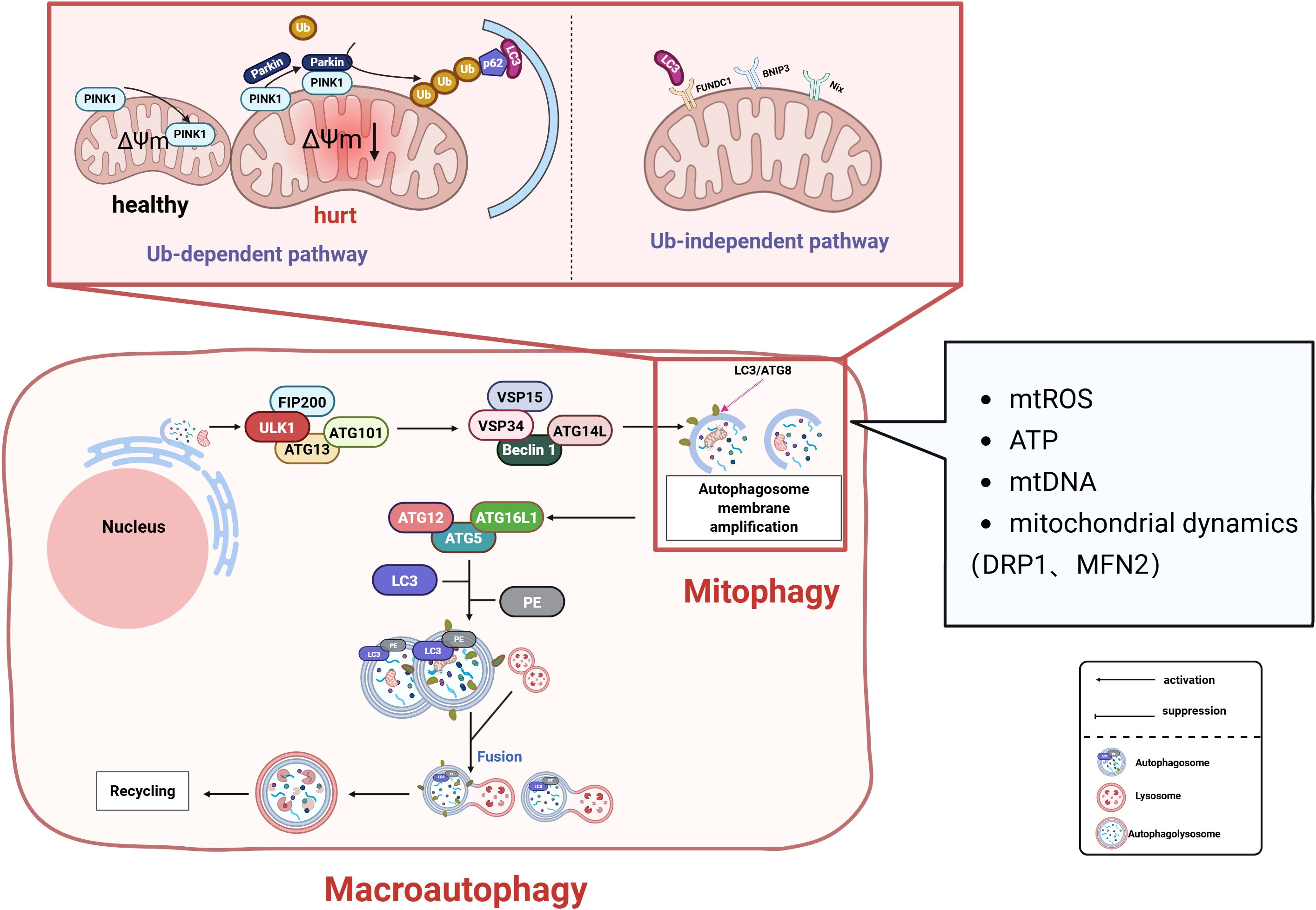 Diagram illustrating mitophagy and macroautophagy pathways. The top shows mitochondria undergoing ubiquitin-dependent and ubiquitin-independent pathways. The bottom details the autophagosome formation process involving proteins like ULK1, ATG13, and LC3. The diagram highlights the roles of mtROS, ATP, mtDNA, and mitochondrial dynamics (DRP1, MFN2), with arrows indicating activation and suppression.