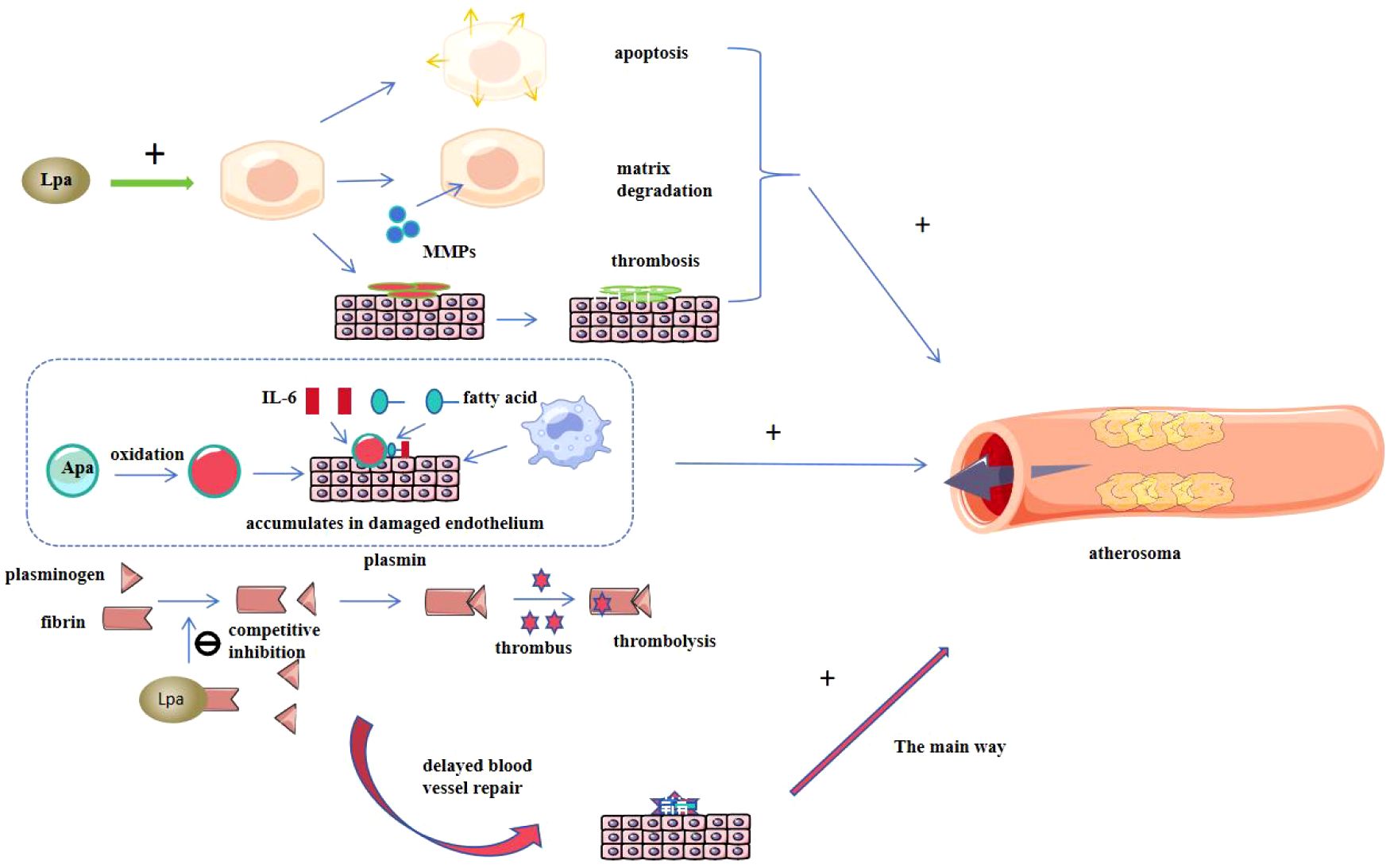 Diagram illustrating the process of atheroma formation. Lipoprotein (Lpa) influences apoptosis, matrix degradation, and thrombosis, contributing to atherosclerosis. Oxidized lipids and inflammatory markers like IL-6 accumulate in damaged endothelium. Plasminogen and fibrin interactions show competitive inhibition by Lpa, delaying blood vessel repair. Thrombus formation and breakdown (thrombolysis) are depicted, leading to atheroma in the arterial wall.