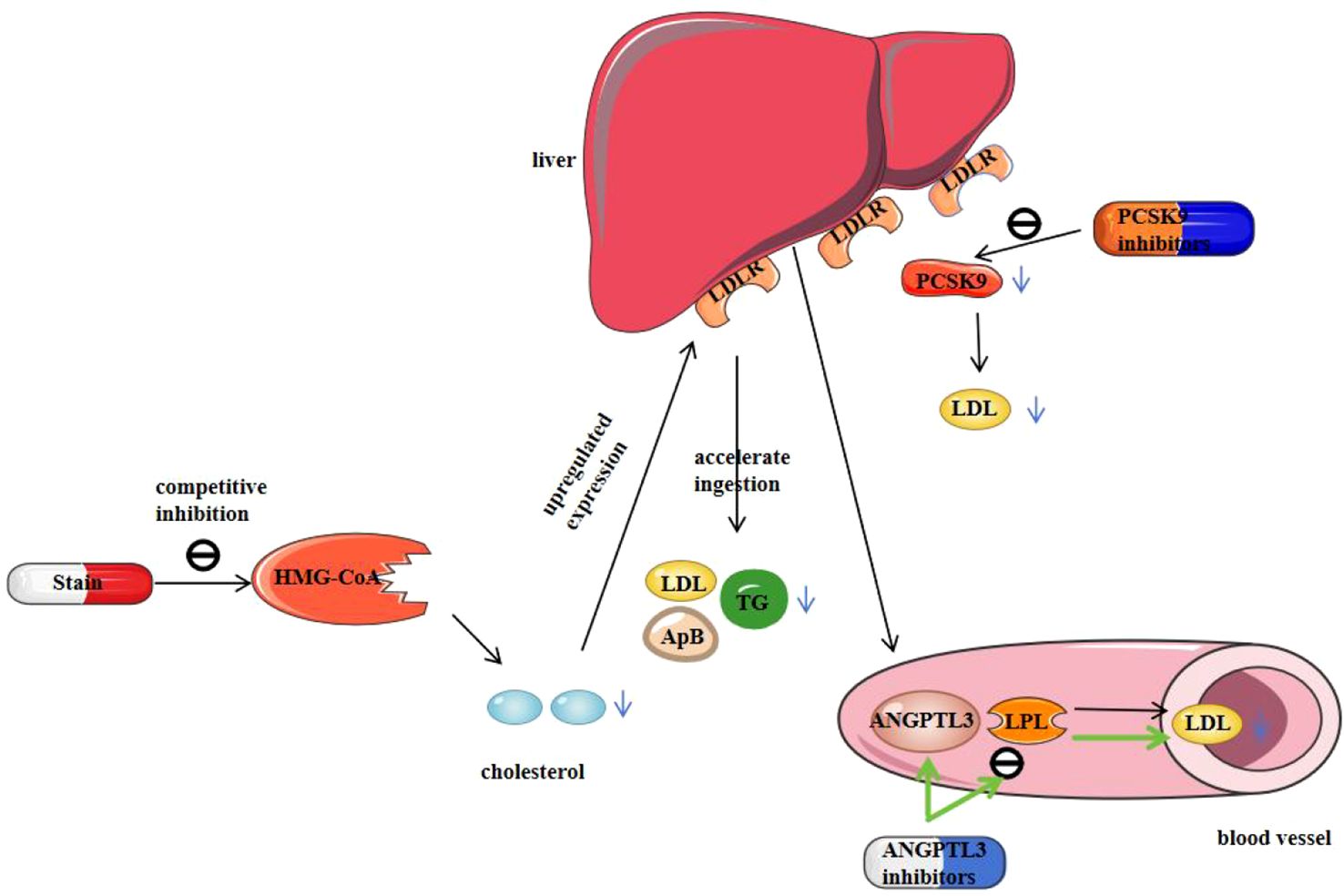 Illustration of cholesterol metabolism and drug interactions. Statins inhibit HMG-CoA, decreasing cholesterol production. This upregulates LDL receptors in the liver, accelerating LDL uptake. PCSK9 inhibitors block PCSK9, enhancing LDL receptor availability. ANGPTL3 inhibitors affect blood vessel components, involving LDL, ApB, TG, and cholesterol pathways.