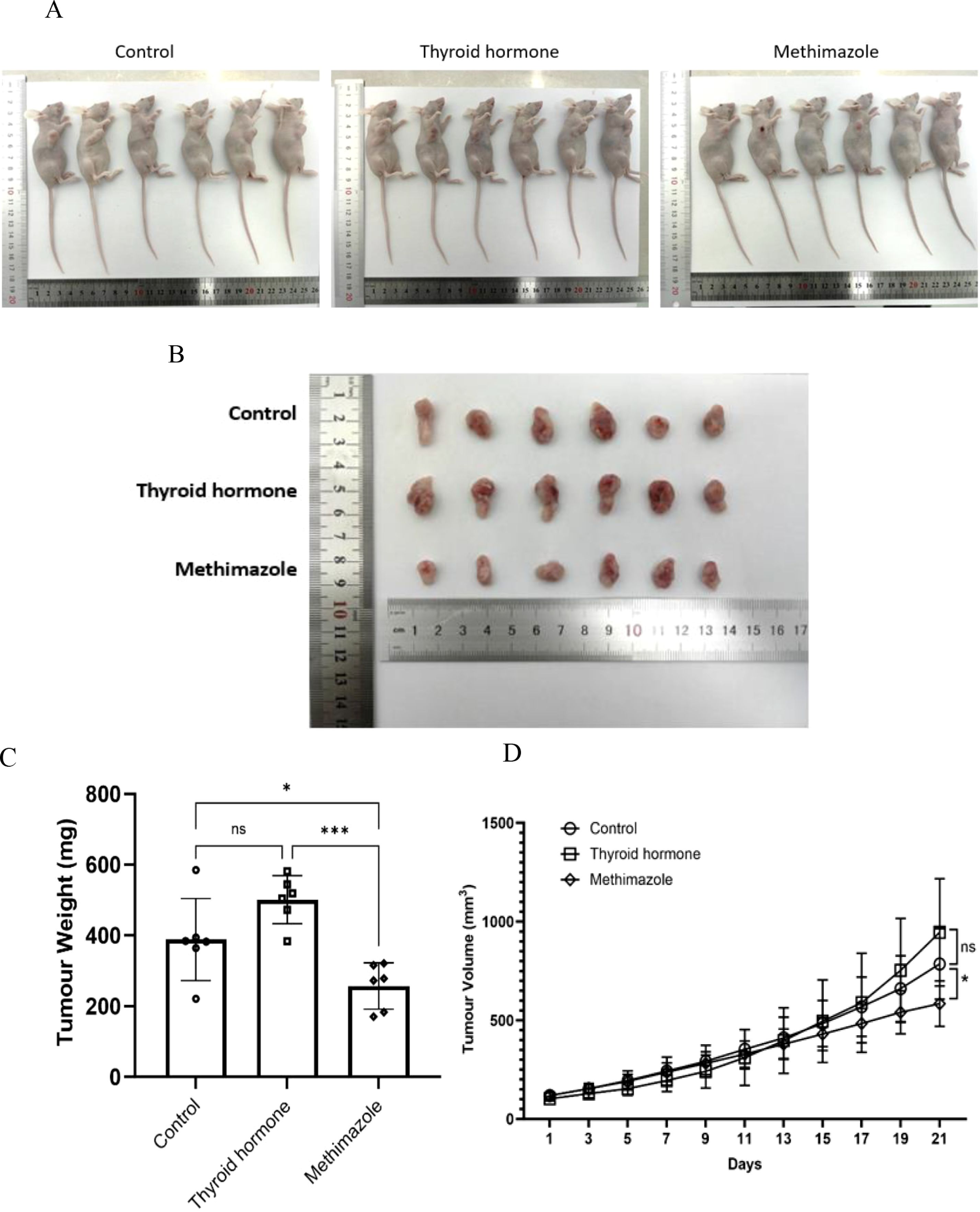 Panel A shows three groups of mice labeled as Control, Thyroid hormone, and Methimazole with a ruler for scale. Panel B displays excised tumors from each group, also with a ruler for reference. Panel C features a bar graph comparing tumor weights across the three groups, with statistical significance indicated. Panel D presents a line graph showing tumor volume progression over twenty-one days for each group.