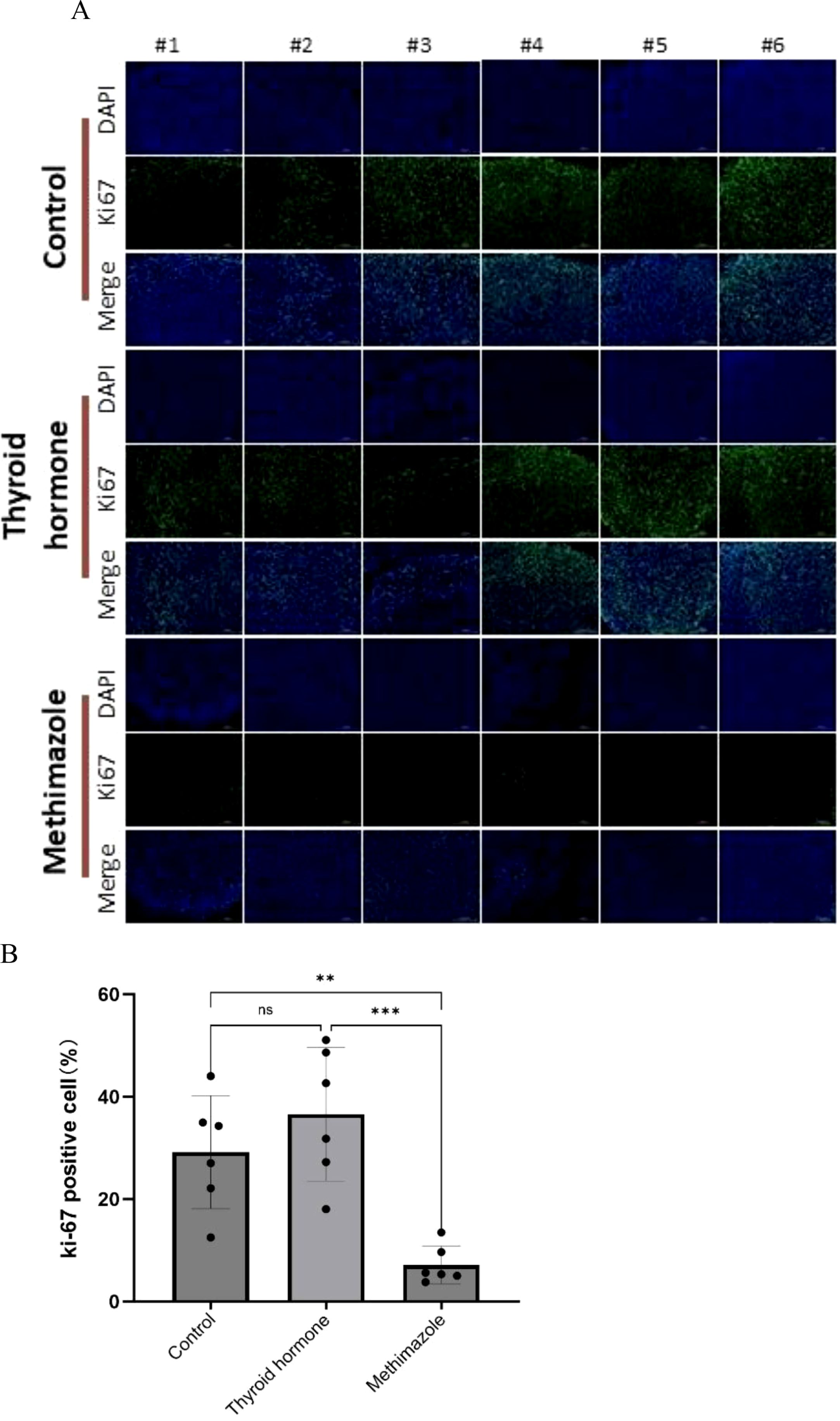 Panel A shows fluorescence microscopy images comparing DAPI and Ki67 staining across three groups: Control, Thyroid Hormone, and Methimazole. Each group has six samples labeled #1 to #6. Panel B is a bar graph depicting percentages of Ki67 positive cells in Control, Thyroid Hormone, and Methimazole groups. Significant differences are indicated with asterisks.
