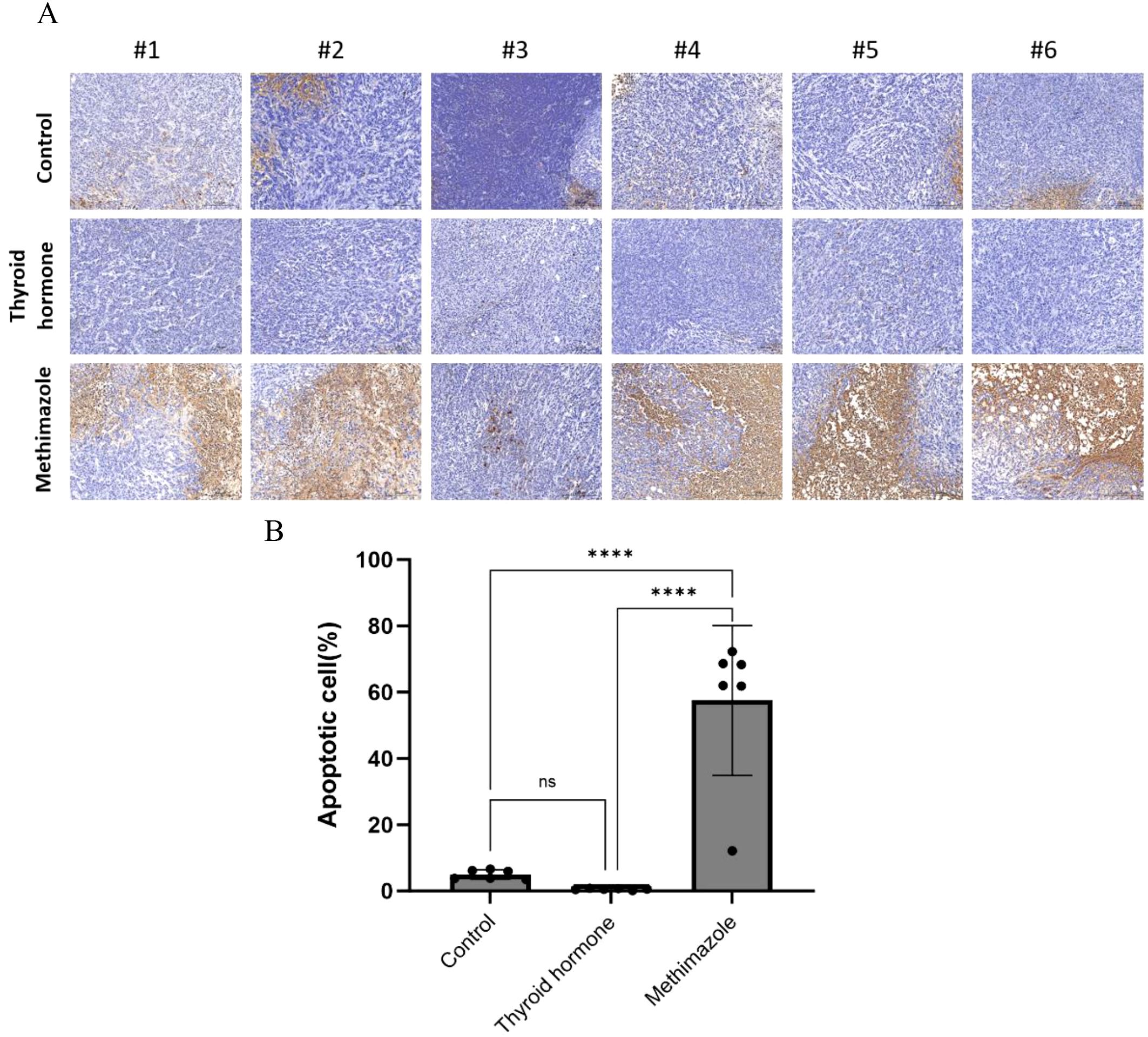 (A) Microscopic images depicting tissue samples under three conditions: control, thyroid hormone, and methimazole, across six trials. Each includes varying levels of brown staining. (B) Bar graph shows apoptotic cell percentage for control, thyroid hormone, and methimazole treatments. Methimazole indicates a significantly higher percentage, with statistical significance denoted by asterisks.