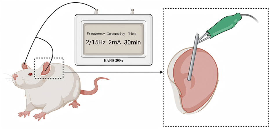 Illustration of a mouse connected to an electrotherapy device labeled HANS-200A, displaying settings of 2/15 Hz, 2 mA, and 30 min. An electrode is shown inserted into auricular nail cavities of rats, indicating a medical procedure or experiment.