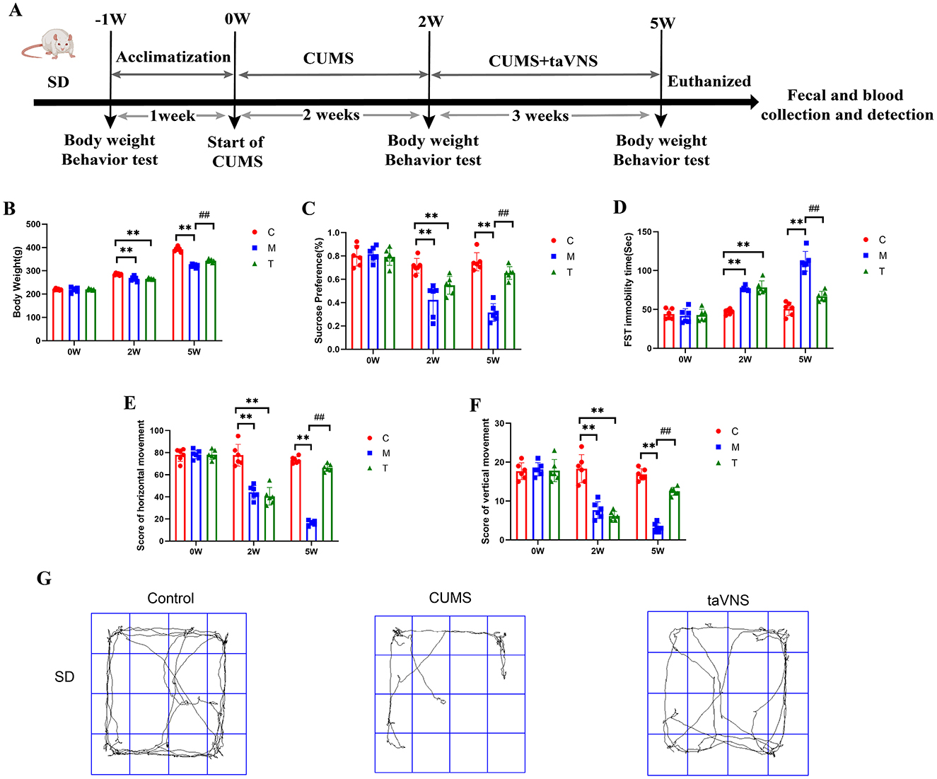 Research diagram showing an experimental timeline, data charts, and movement paths. Panel A depicts a five-week timeline from acclimatization to euthanization with phases for CUMS and taVNS treatments. Panels B–F show bar graphs comparing body weight, sucrose preference, FST immobility time, and movement scores across control (C), model (M), and treatment (T) groups at different weeks. Panel G displays movement paths for control, CUMS, and taVNS groups in an open field test. Statistically significant differences are indicated with asterisks and hashes.